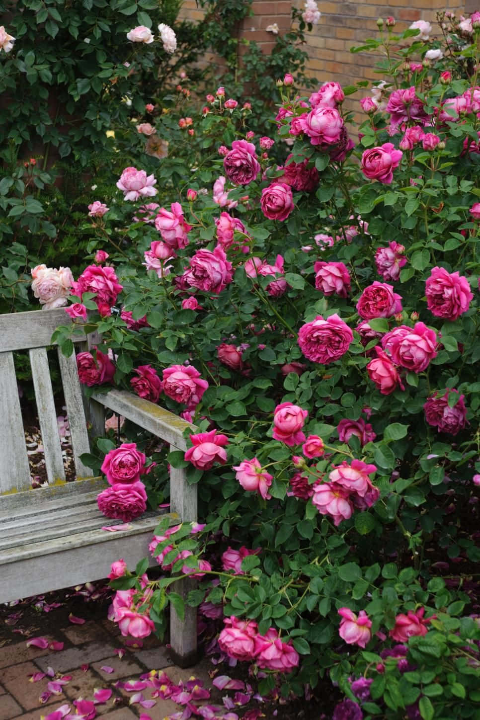 English Rose Garden 桌布 壁紙 — 一張風化的木凳 nestled 在茂密的灌木叢中，灌木叢開滿鮮豔的粉紅色玫瑰，磚地上散落著花瓣。