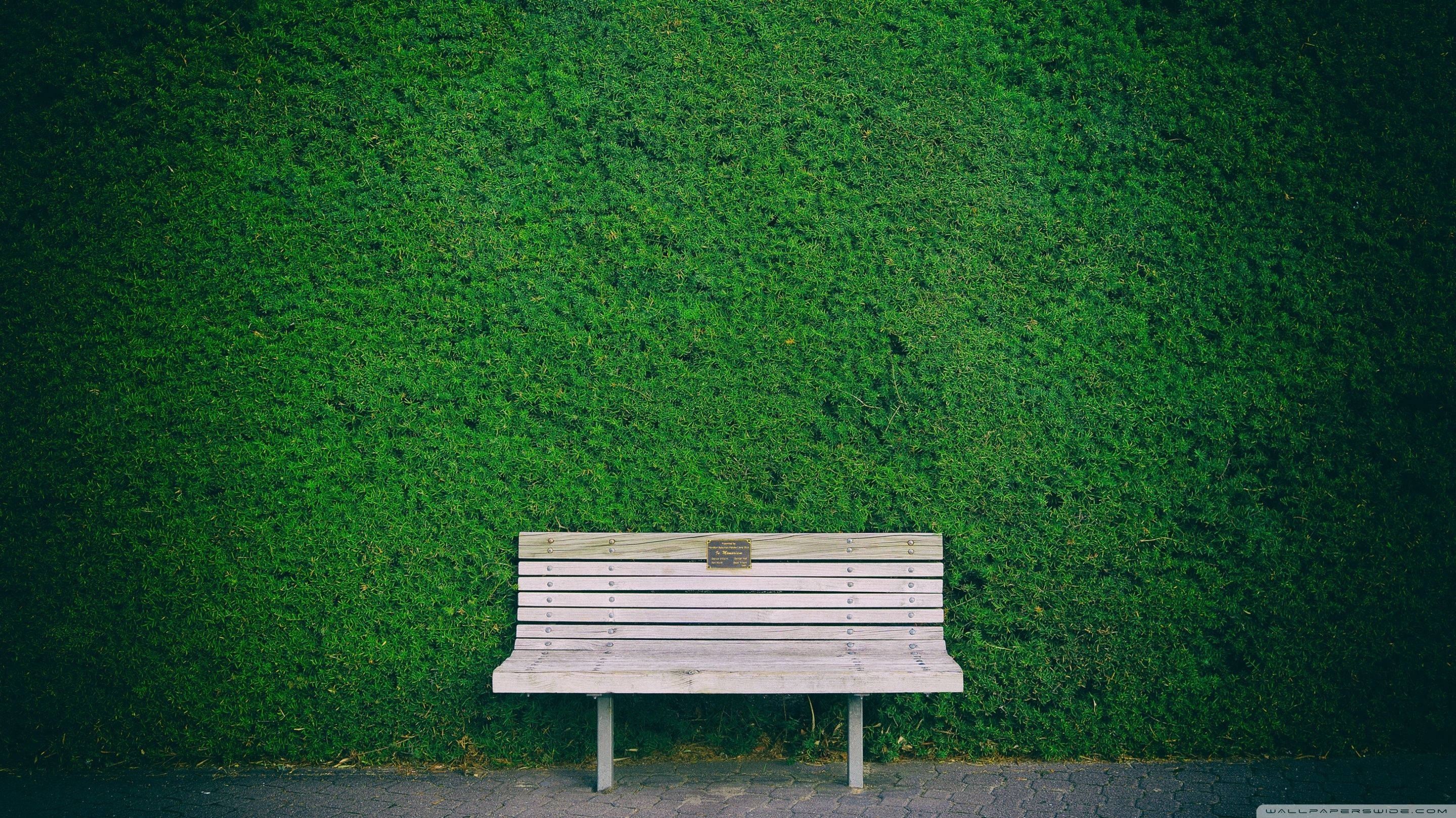 Bench 桌布 壁紙 — 一張風化的木凳獨自坐在茂密的翡翠綠籬牆前，在柔和日光下。