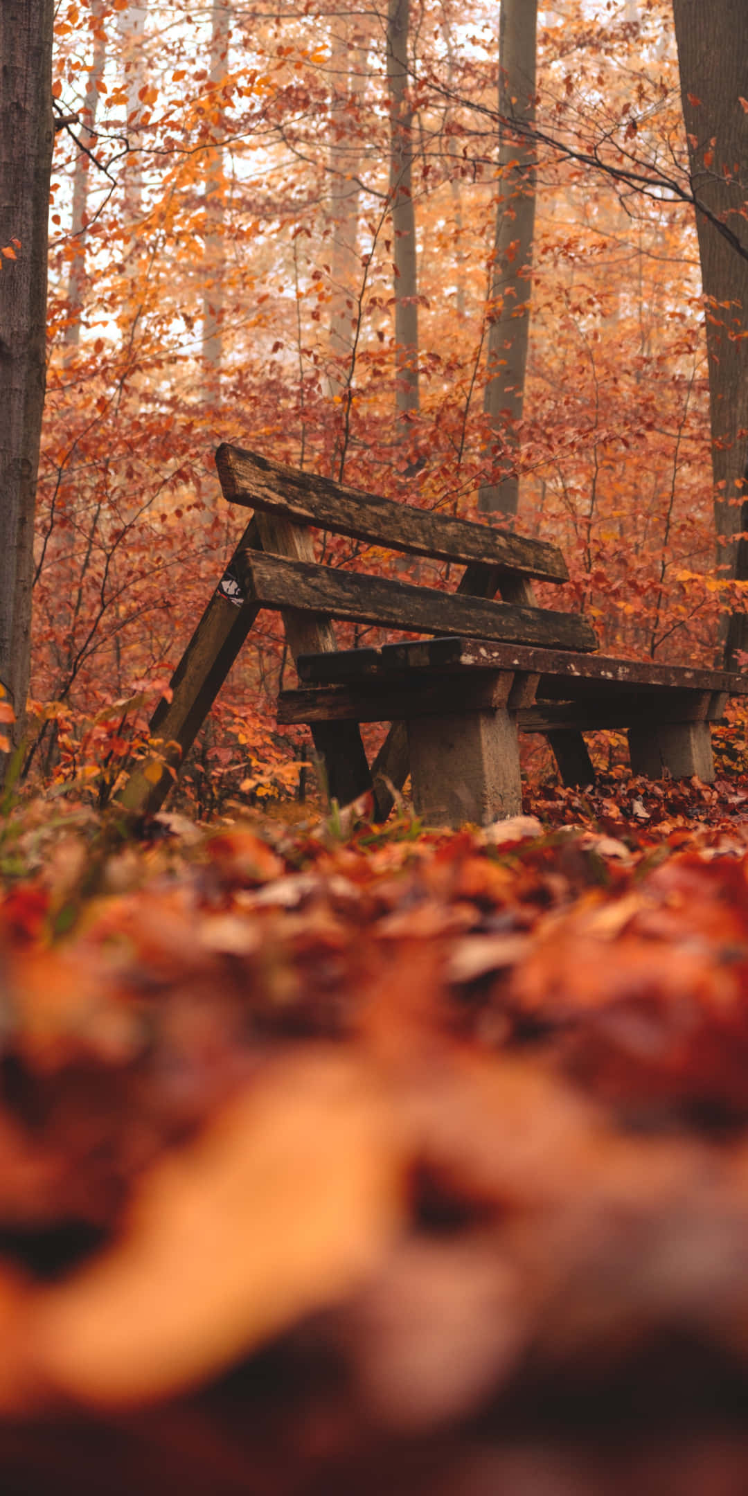 Pixel 3 Autumn 桌布 壁紙 — 一張風化的木凳獨自坐在鋪滿鮮豔橙色和紅色秋葉的森林中。