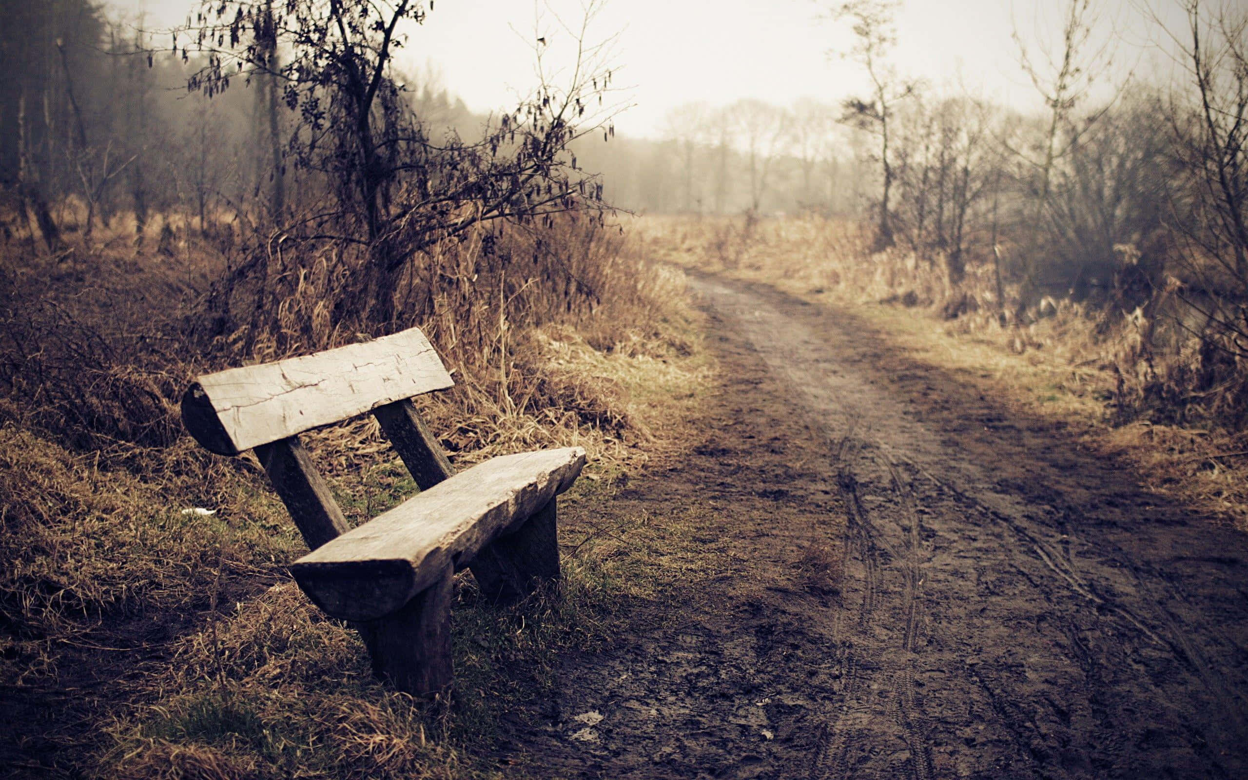 Lonely 桌布 壁紙 — 一張風化的木長椅獨自放在一條蜿蜒穿過霧氣瀰漫、無葉森林的泥土小徑旁，籠罩在柔和的金色光線中。