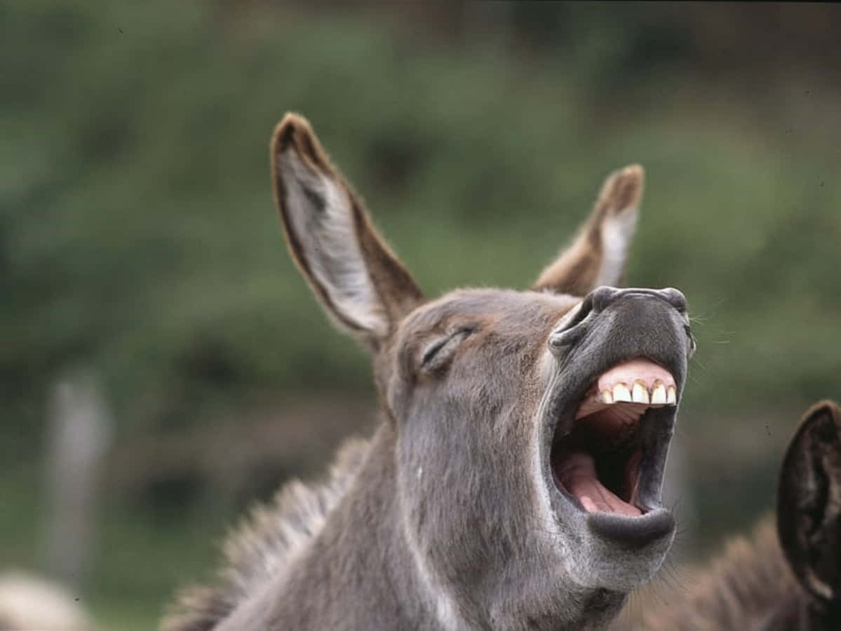 screaming 桌布 壁紙 — 一張驢子正在大叫的特寫照片，嘴巴張大露出牙齒，背景是模糊的綠色。