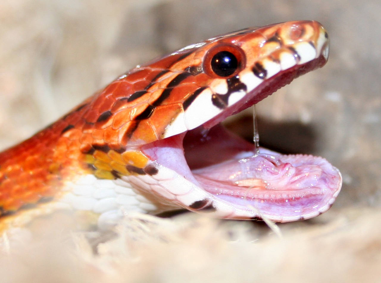 reptile 桌布 壁紙 — 一張鮮橙色帶黑色斑紋的蛇張開嘴巴露出尖牙和唾液的近距離照片。
