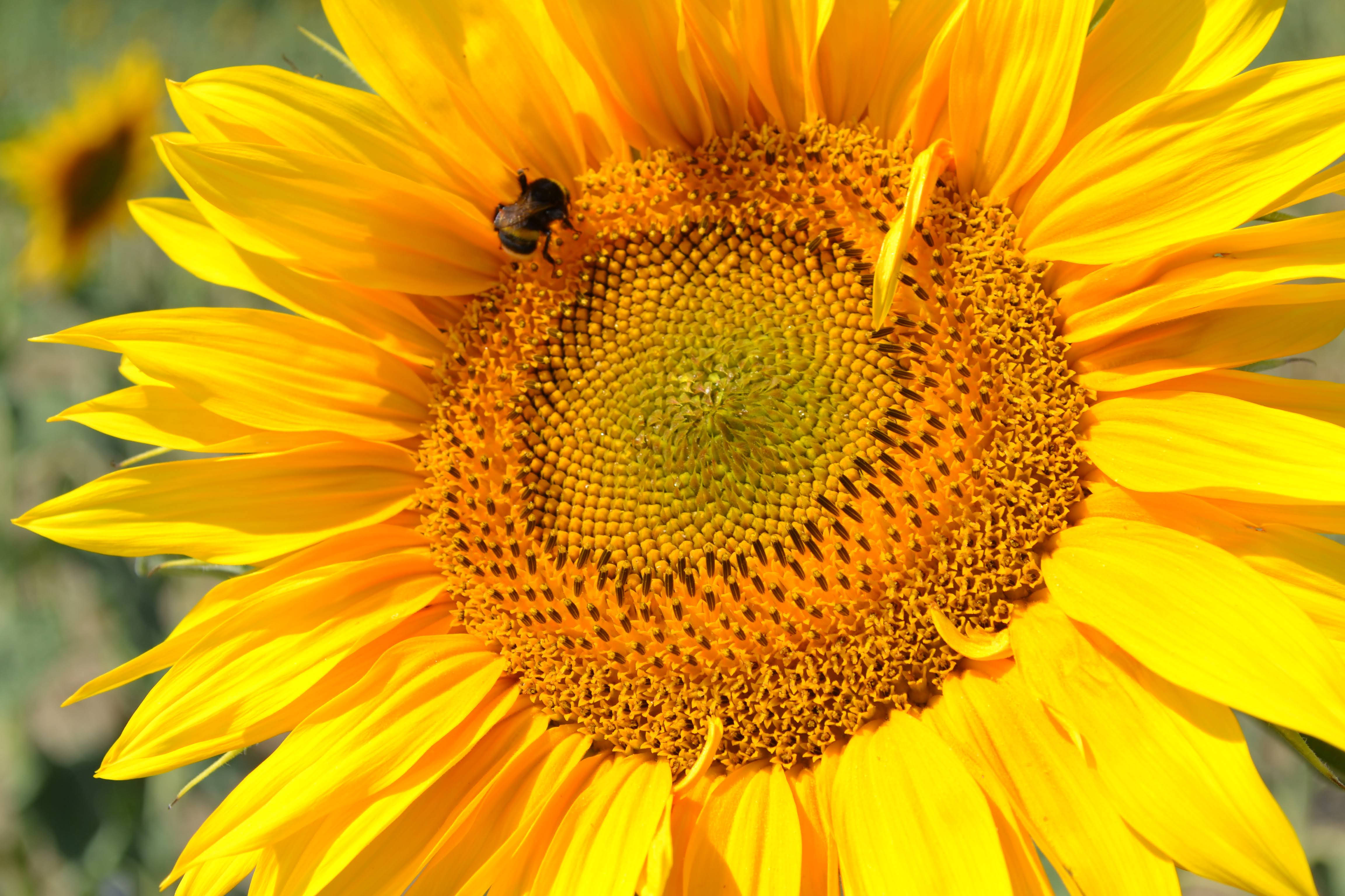 Sunflower Aesthetic 桌布 壁紙 — 一張鮮黃色向日葵的特寫照片，在明亮的陽光下有一隻蜜蜂棲息在花瓣上。
