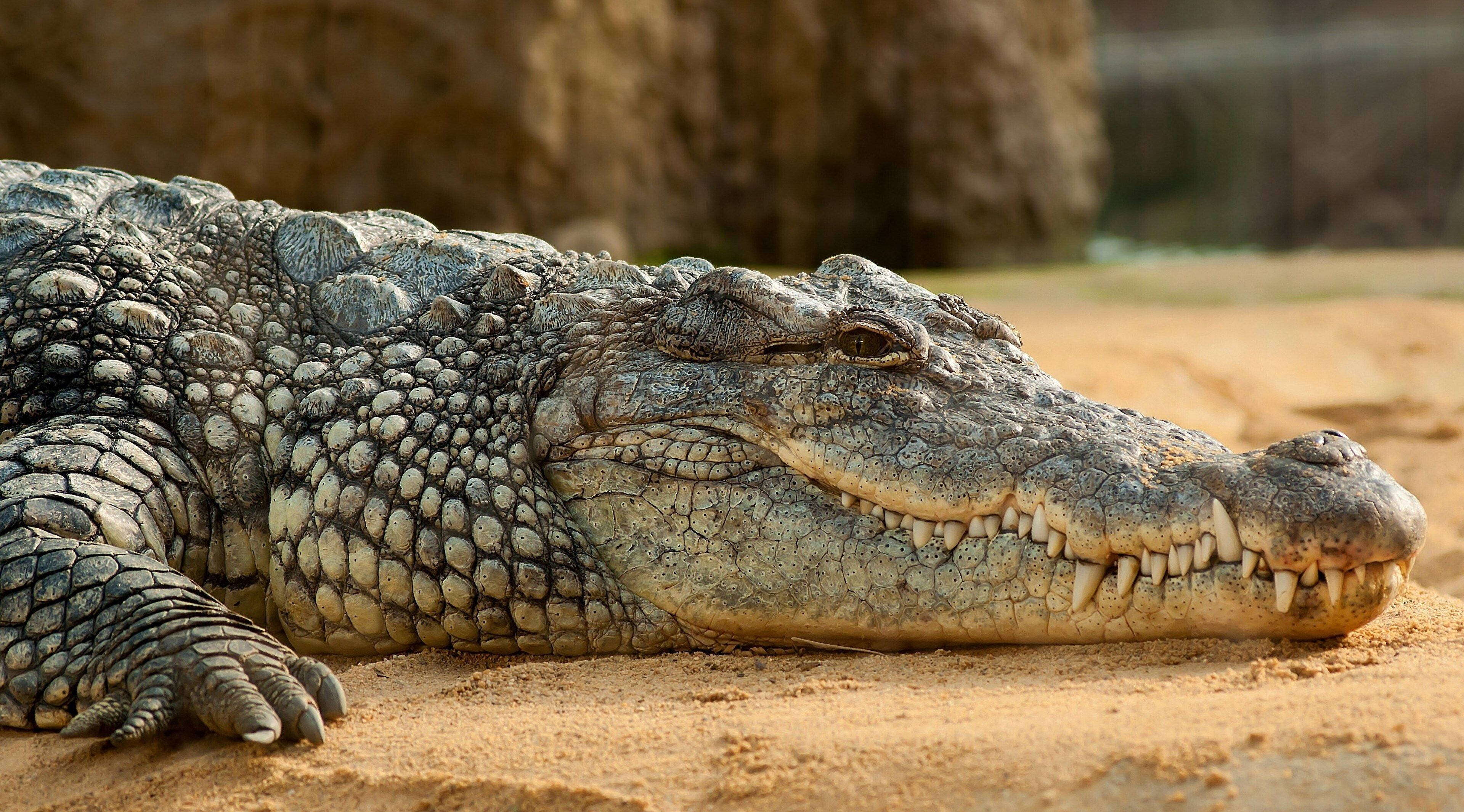 Alligator 桌布 壁紙 — 一張鱷魚在沙地上休息的特寫照片，可見紋理鱗片和鋒利牙齒。