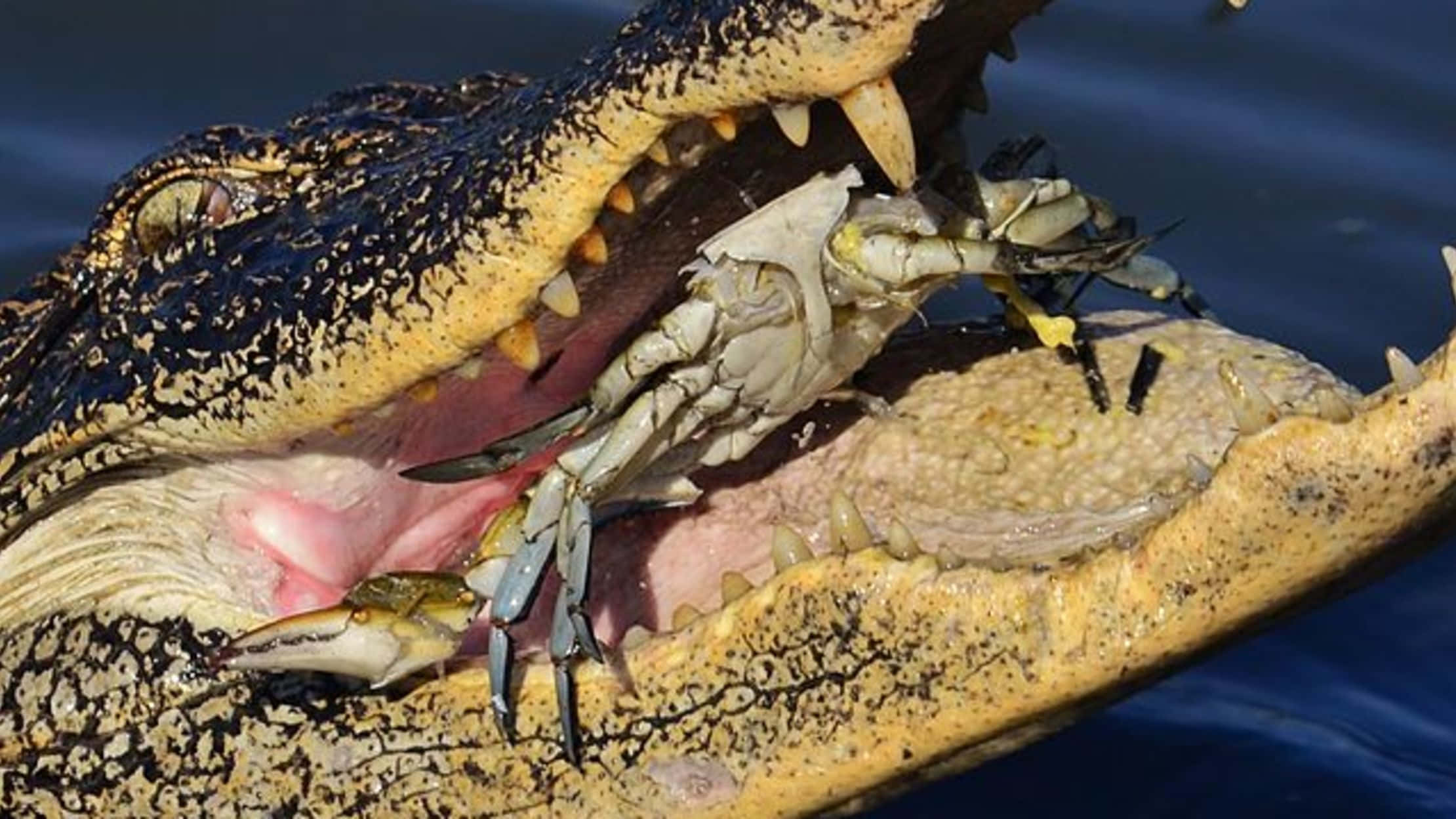 Alligator 桌布 壁紙 — 一張鱷魚在深藍色水中咬住螃蟹的特寫照片。