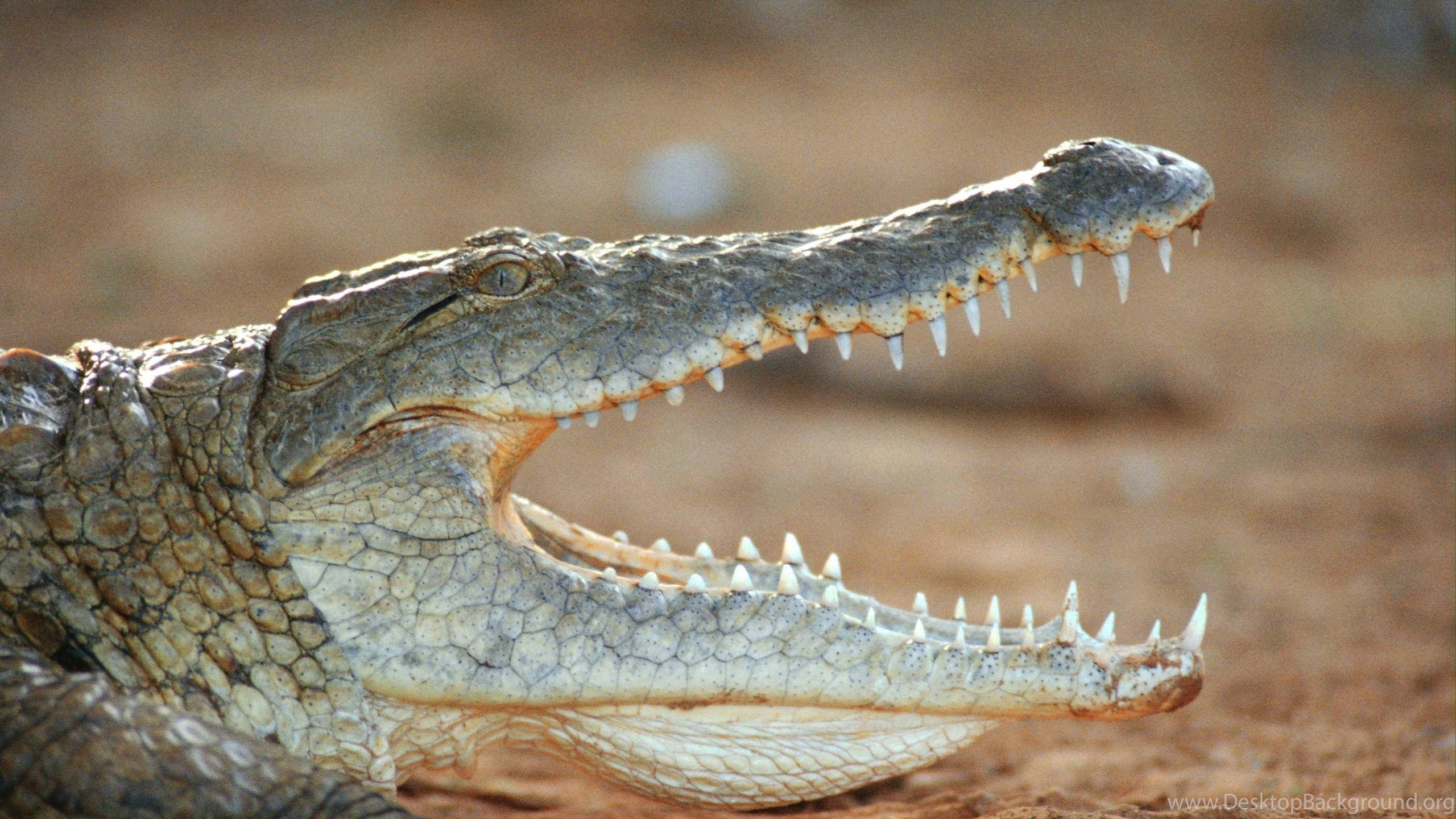 Alligator 桌布 壁紙 — 一張鱷魚的近距離照片，張開嘴巴露出鋒利的牙齒，背景是模糊的泥土色。