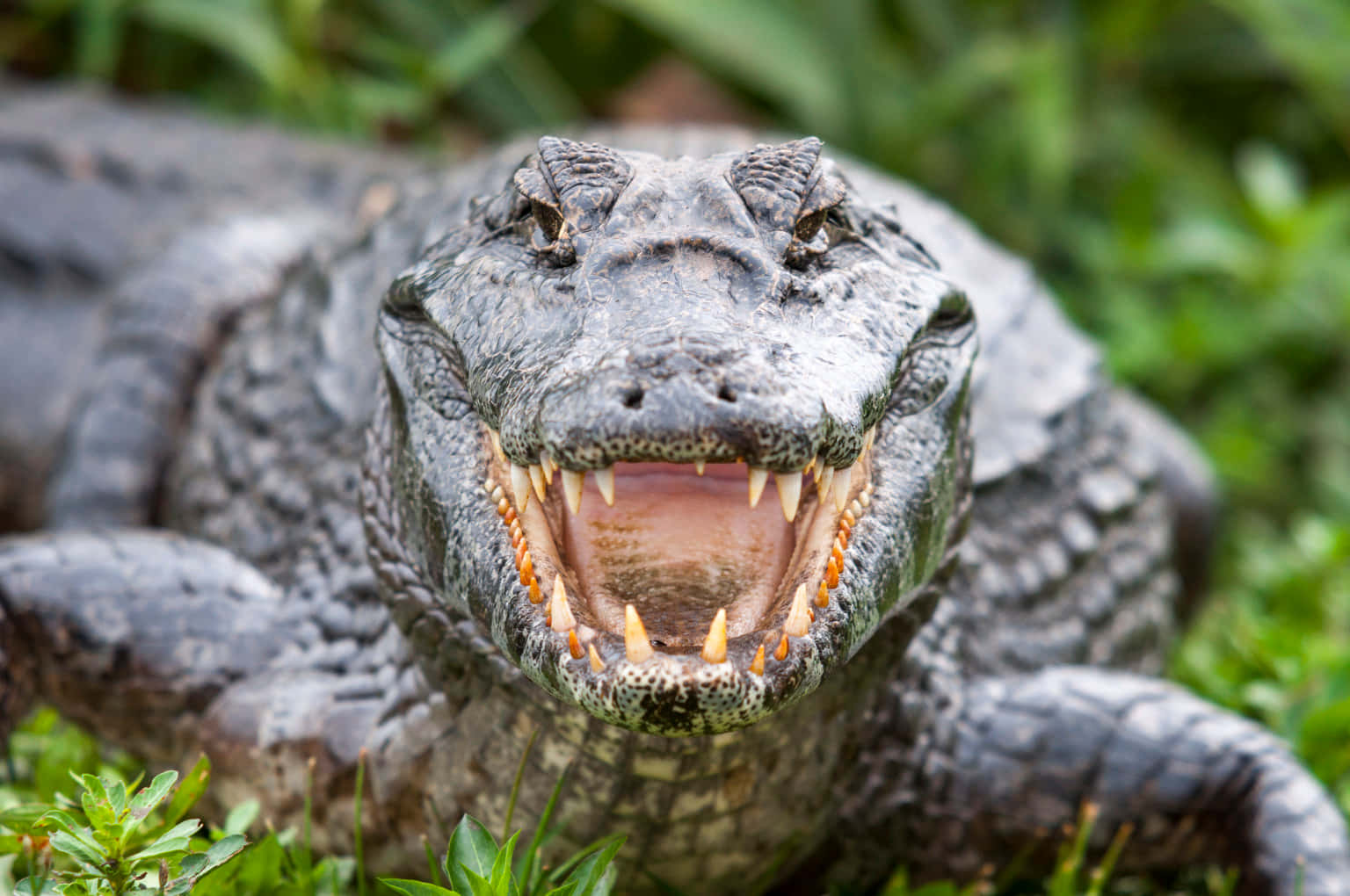 Alligator 桌布 壁紙 — 一張鱷魚的近距離照片，牠張大嘴巴，露出鋒利的牙齒和粉紅色的牙齦，背景是綠色植物。