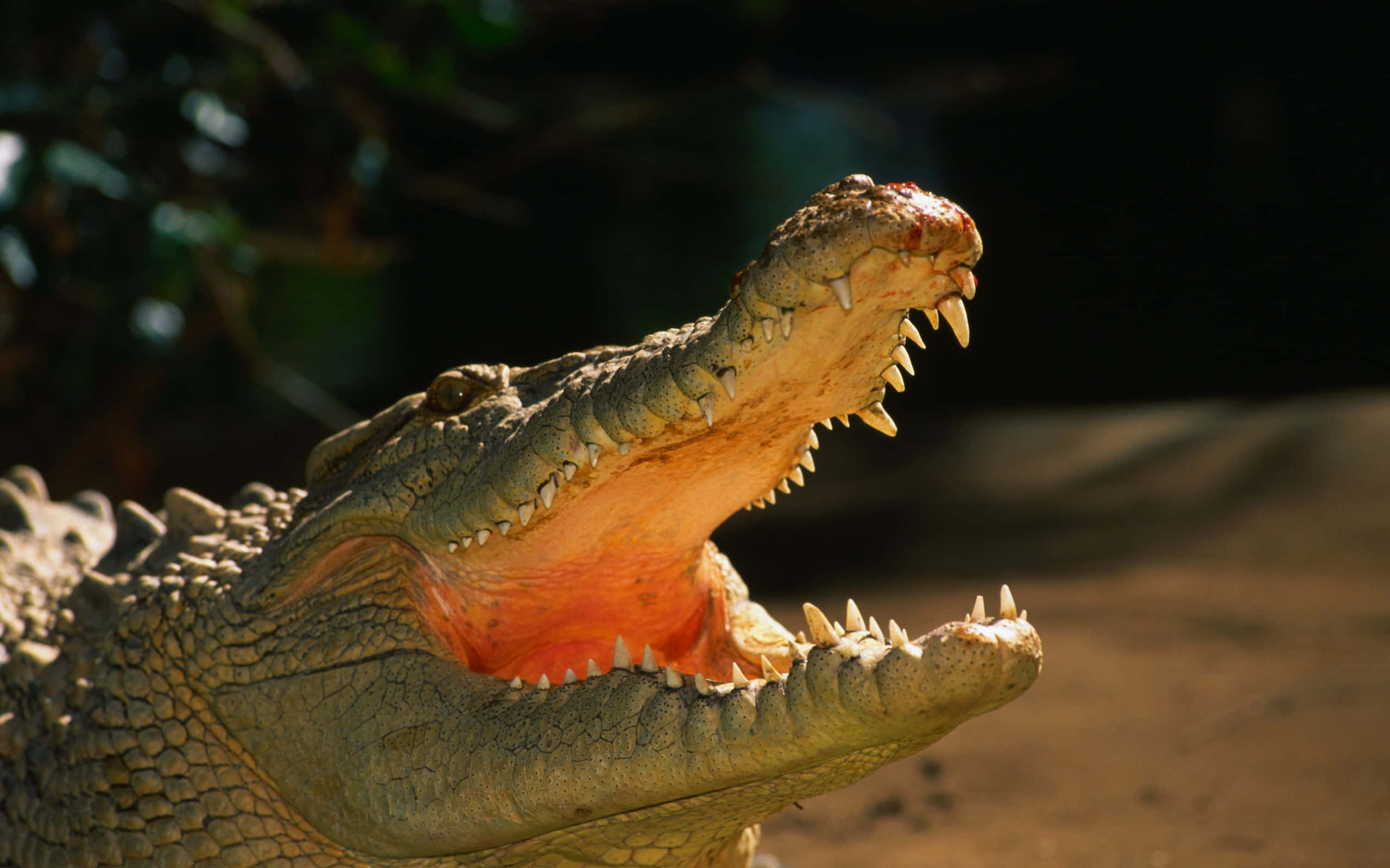 Alligator 桌布 壁紙 — 一張鱷魚的近距離照片，牠張大嘴巴，露出鋒利的牙齒和鮮橙色的內部，背景是模糊的深色。