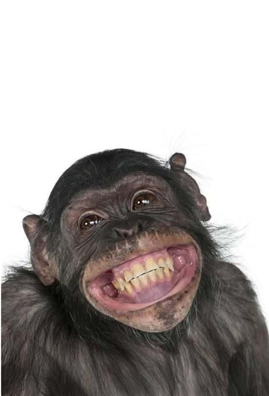Funny Monkey 桌布 壁紙 — 一張黑猩猩的特寫照片，在純白背景上露出寬闊的露齒笑容。
