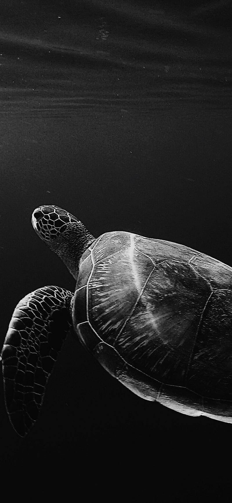 Sea Turtle iPhone 桌布 壁紙 — 一張黑白水下拍攝的海龜在黑暗水中優雅滑行，光線從上方透入。