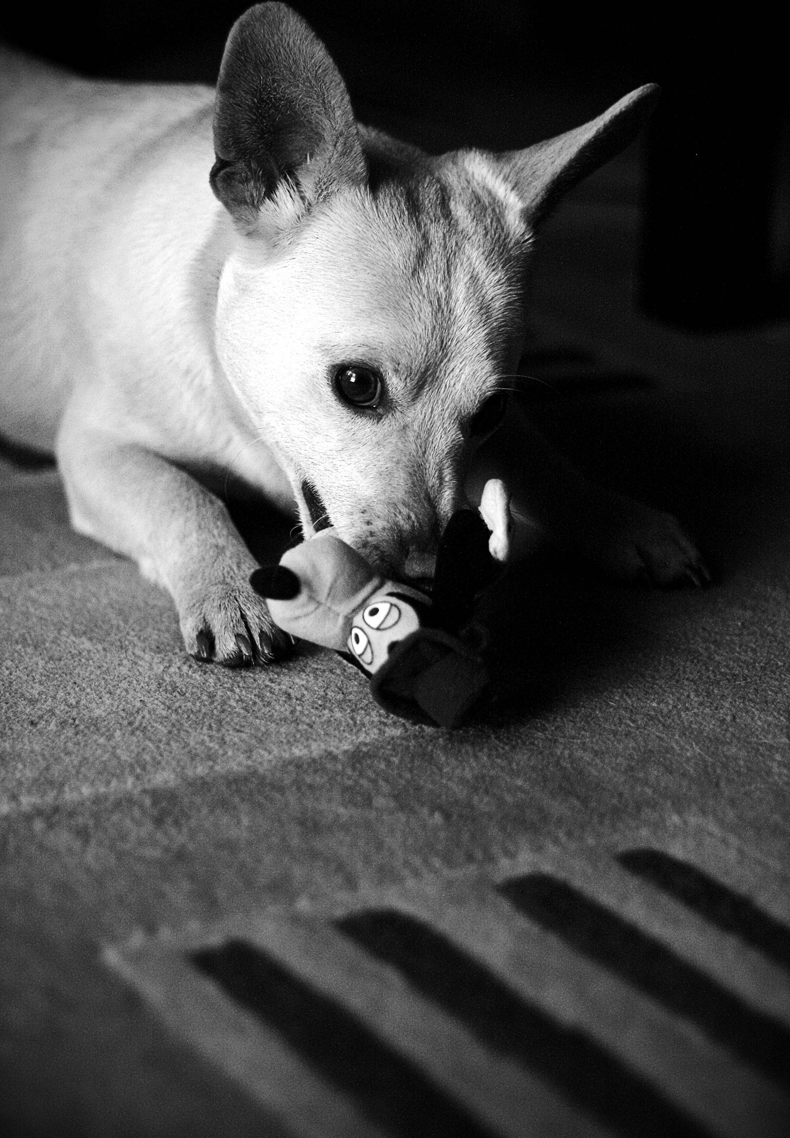 Chihuahua 桌布 壁紙 — 一張黑白照片，一隻小狗在地毯上咀嚼毛絨玩具，帶有戲劇性的陰影。