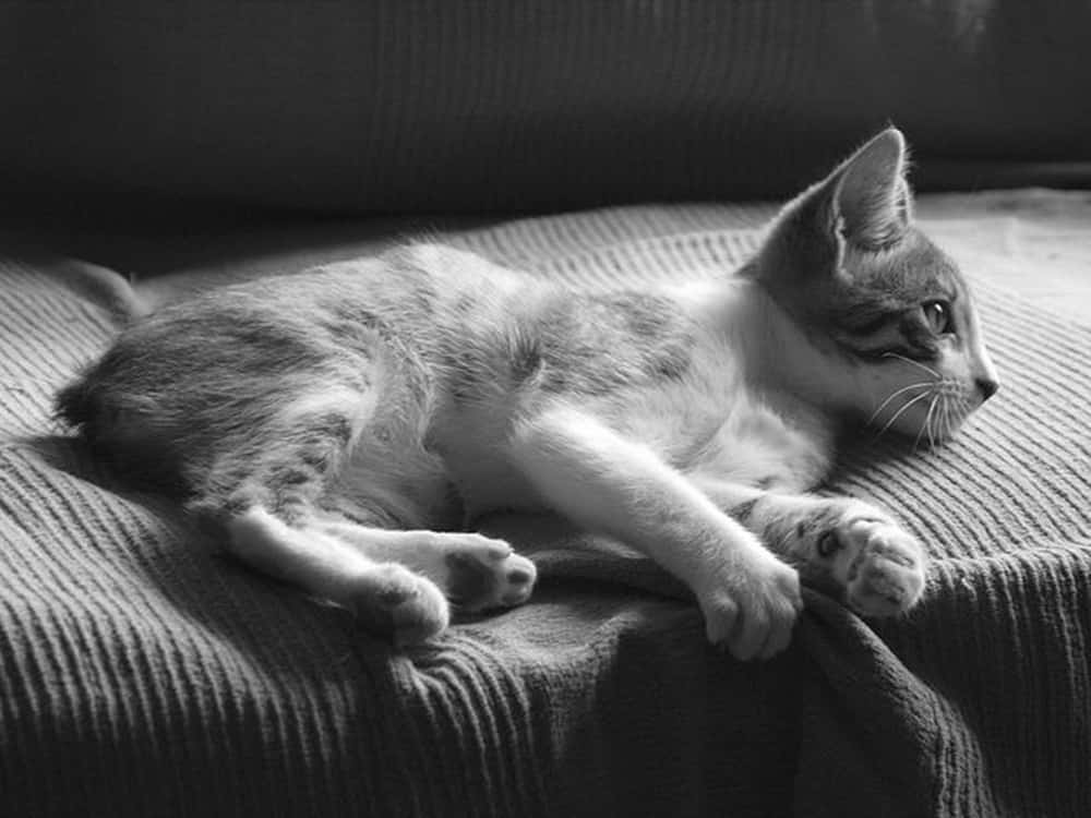Manx Cat 桌布 壁紙 — 一張黑白照片，一隻虎斑小貓在質感毛毯上放鬆，其中一隻爪子抬起。