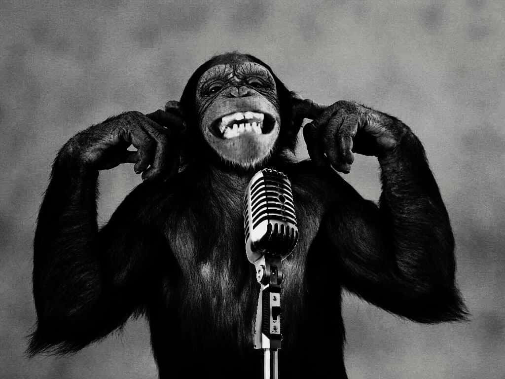 Chimpanzee 桌布 壁紙 — 一張黑白照片，一隻黑猩猩在復古麥克風附近瘋狂大笑，同時捂住耳朵。