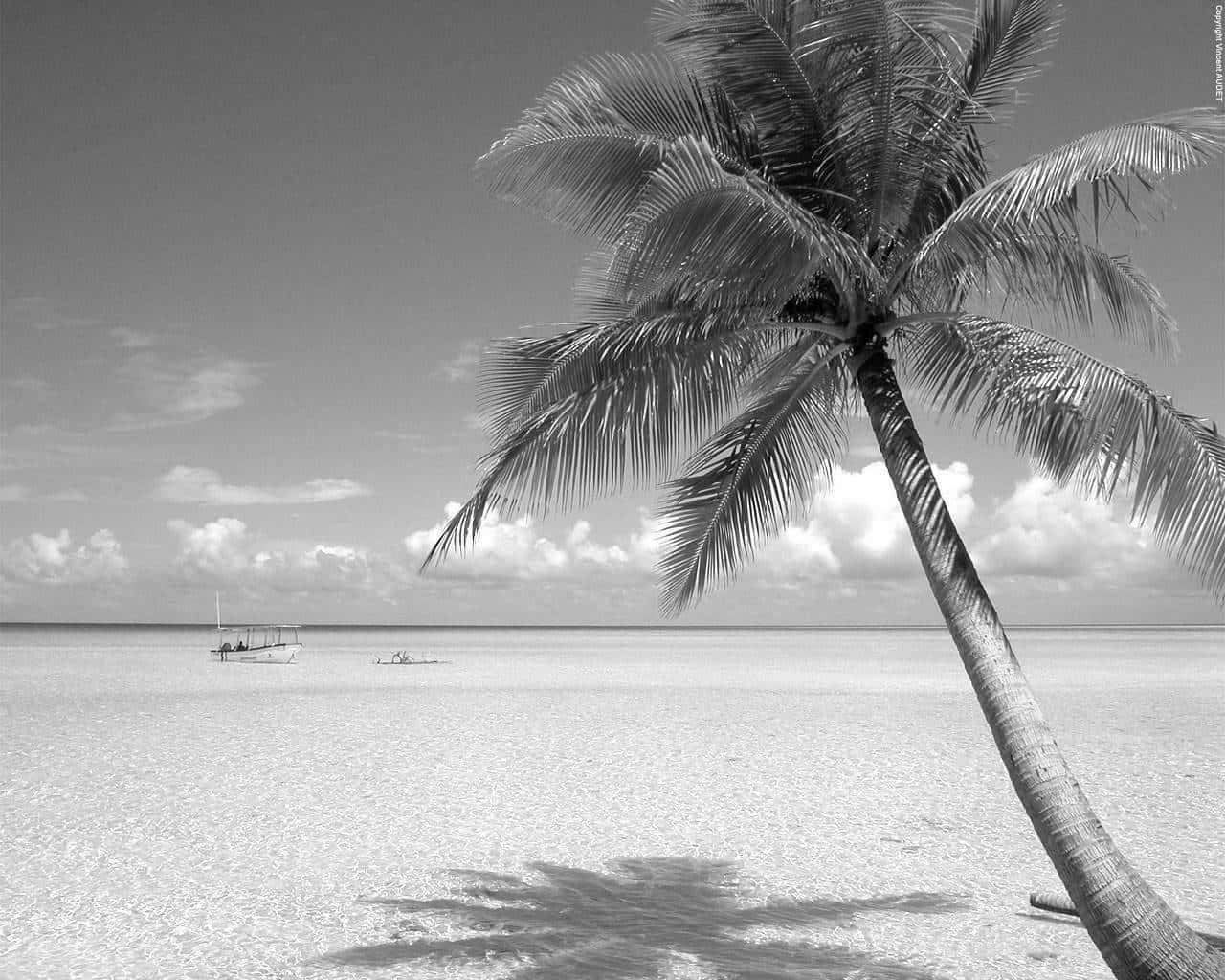 Black And White Beach 桌布 壁紙 — 一張黑白照片，拍攝了一棵孤獨的棕櫚樹傾斜在純淨的沙灘上，兩艘船在平靜的水面上漂浮，天空多雲。
