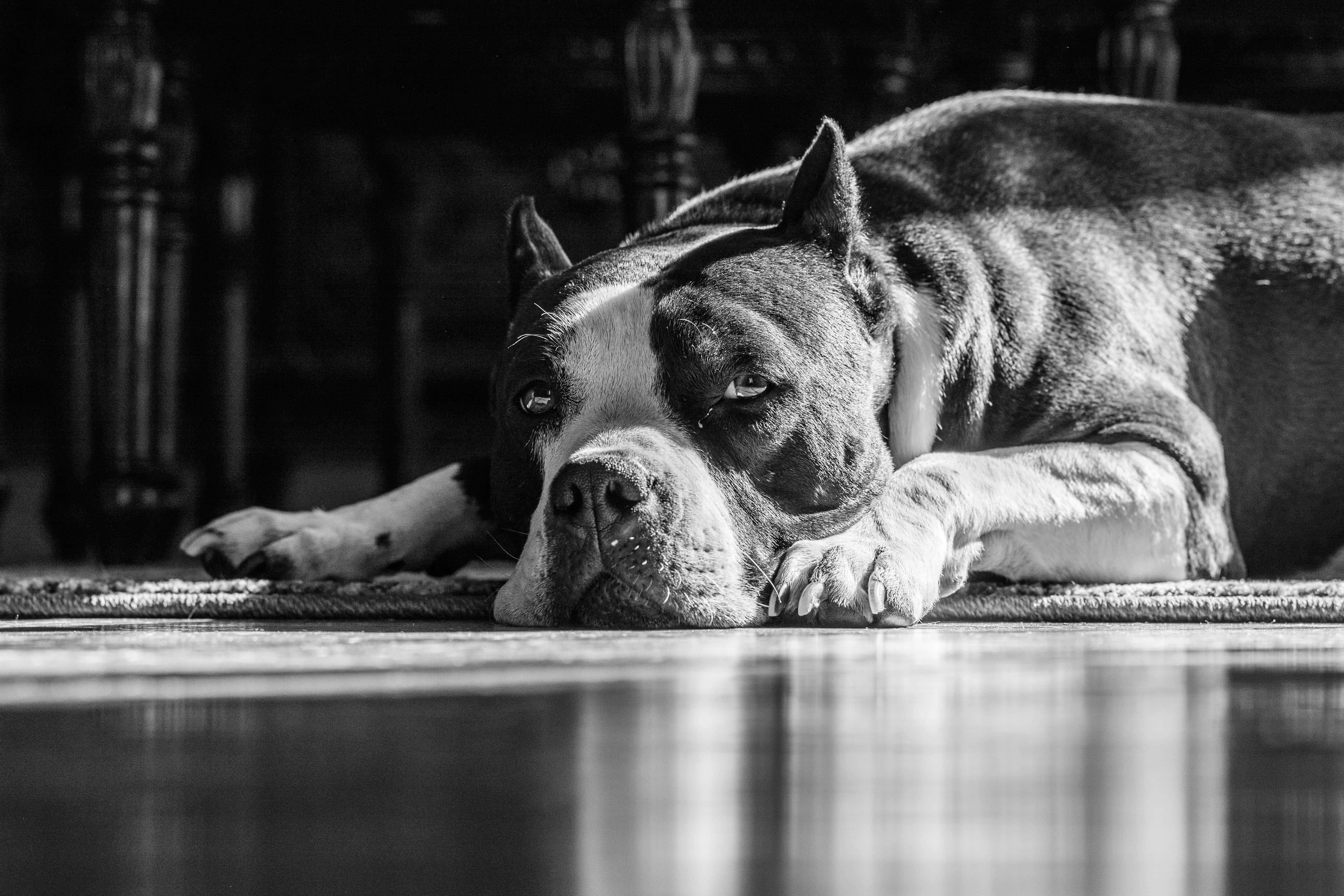 動物 桌布 壁紙 — 一張黑白照片中，一隻比特犬將頭枕在爪子上，躺在有深色木椅背景的地毯上。