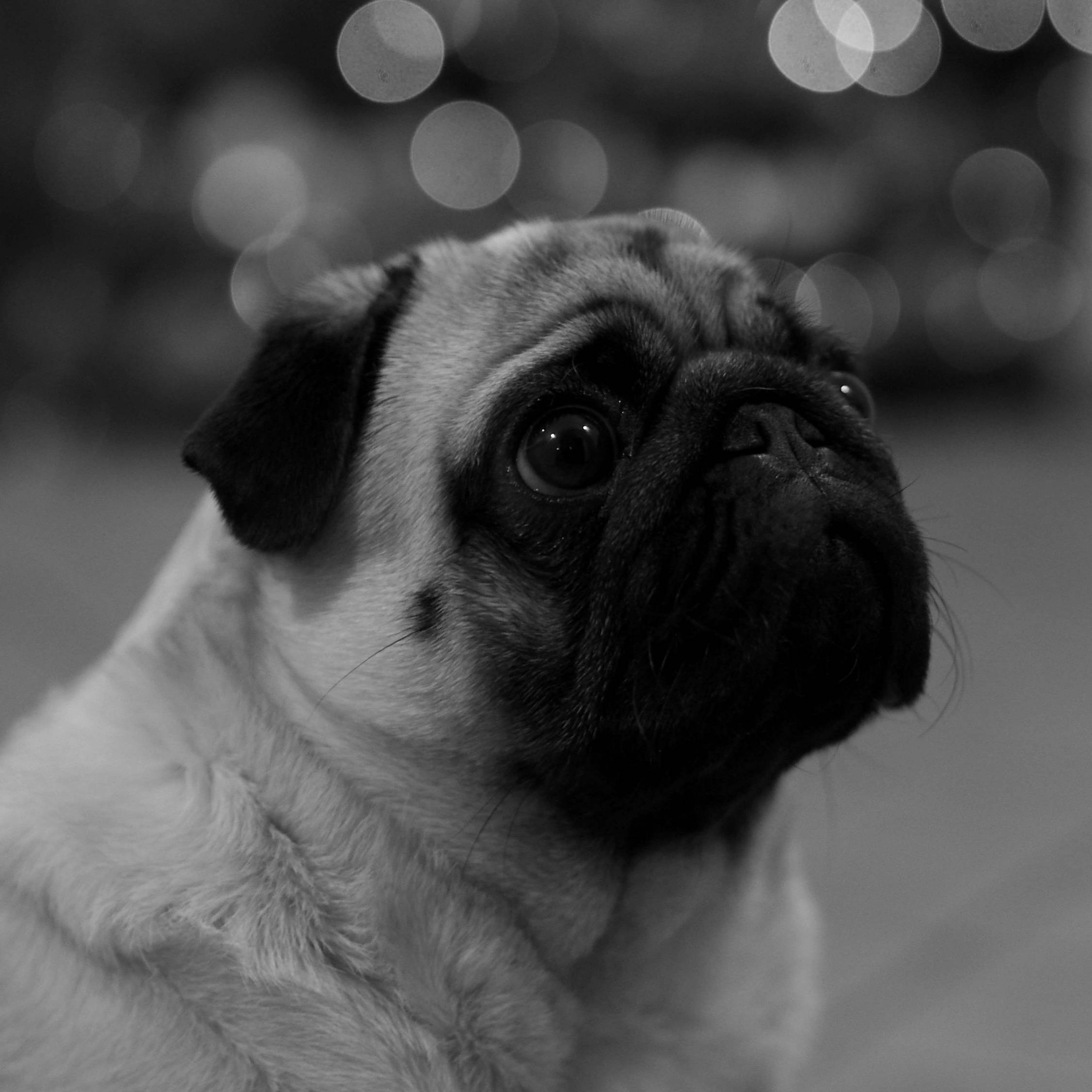 Pug 桌布 壁紙 — 一張黑白特寫，一隻巴哥犬睜大眼睛向上凝視，背景是散景燈光。
