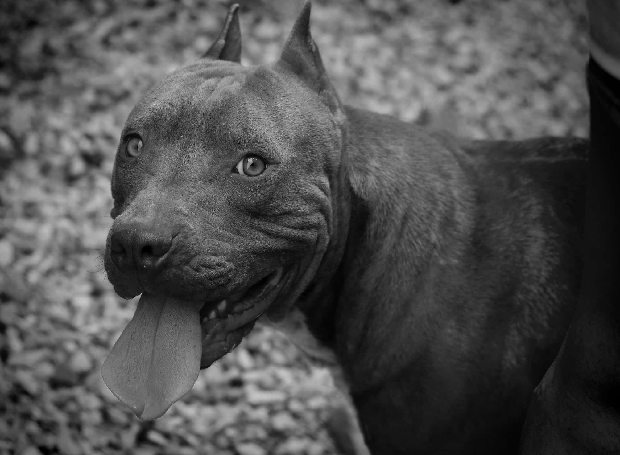 動物 桌布 壁紙 — 一張黑白特寫，一隻肌肉發達的比特犬伸出舌頭直視鏡頭。