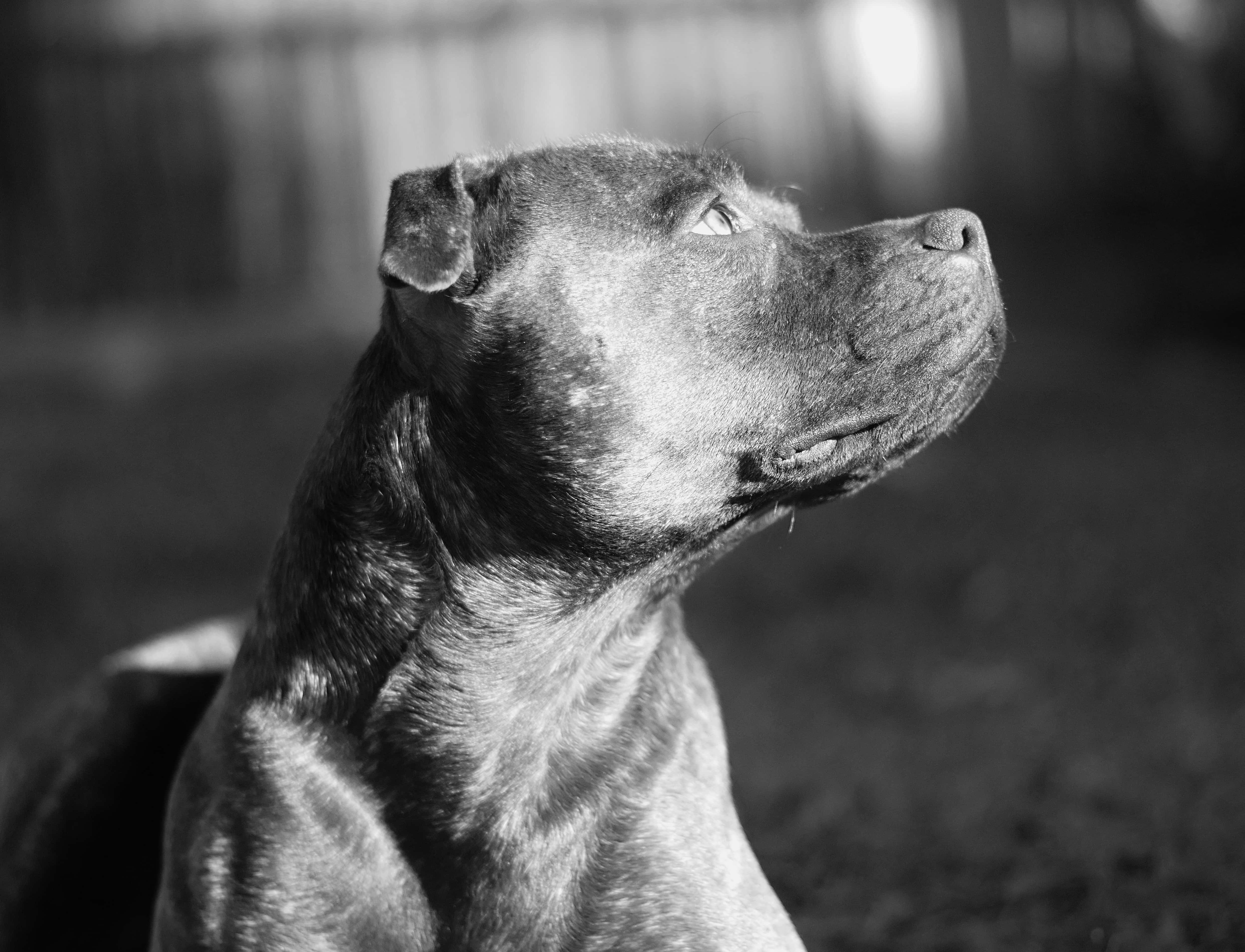 動物 桌布 壁紙 — 一張黑白特寫，一隻肌肉發達的狗在模糊的戶外背景下向上凝視，神情專注。