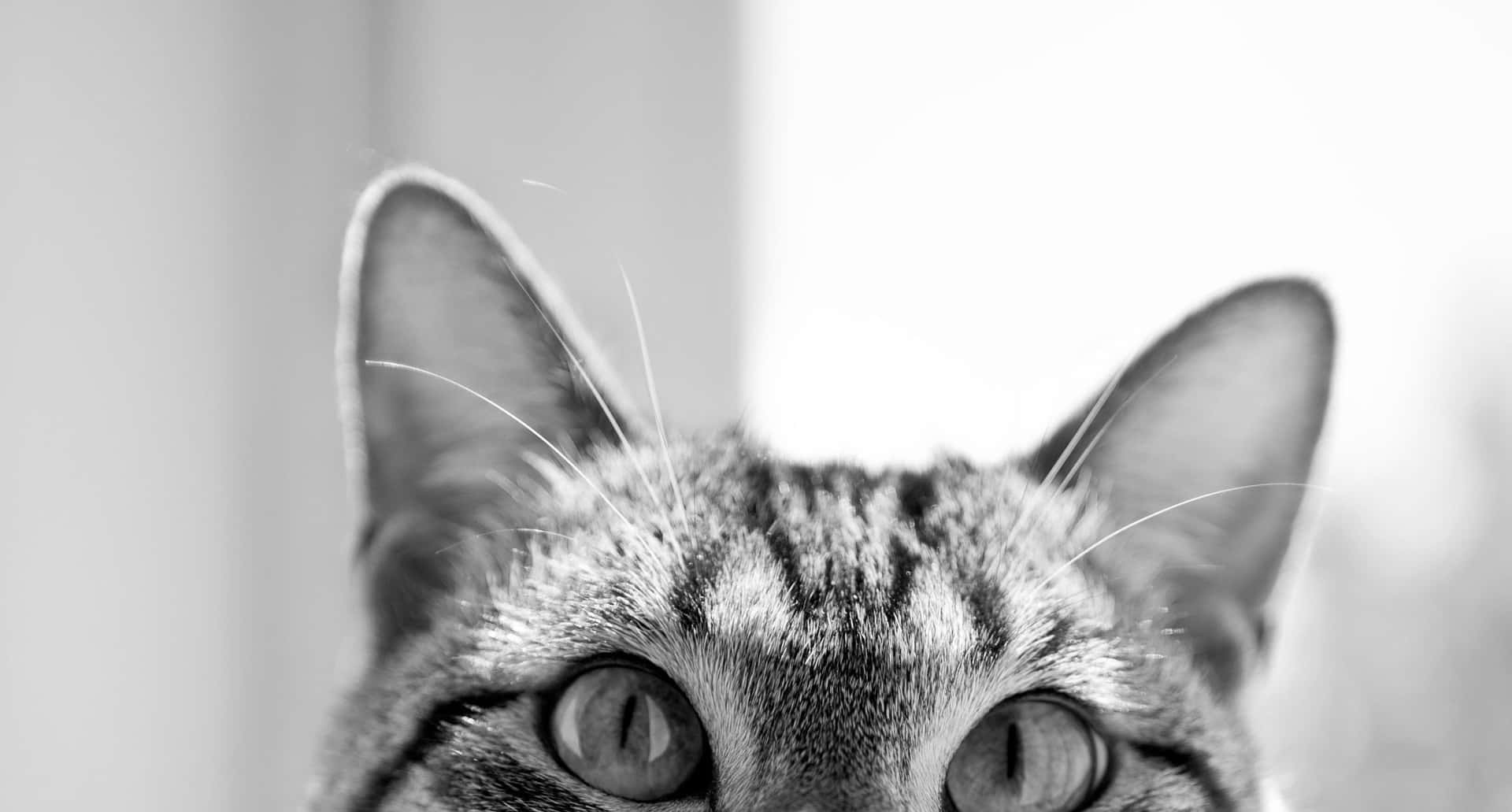 Cat Desktop 桌布 壁紙 — 一張黑白特寫，虎斑貓直視鏡頭的強烈目光。