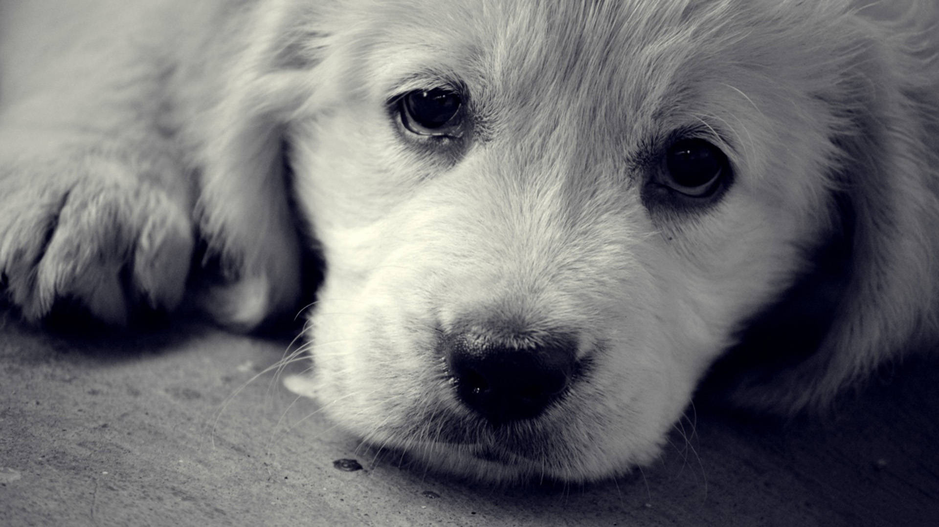 黃金獵犬幼犬 桌布 壁紙 — 一張黑白特寫照片，一隻毛茸茸的小狗將頭靠在有紋理的表面上，眼神充滿靈魂。
