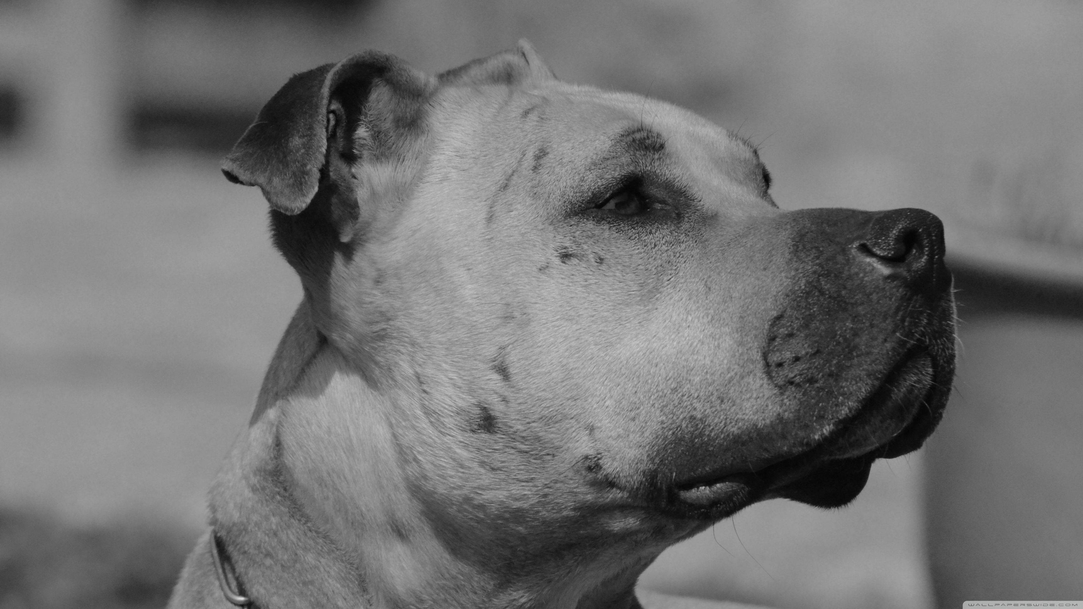 Black And White Photography 桌布 壁紙 — 一張黑白特寫肖像，一隻比特犬若有所思地向右凝視，背景柔和模糊。
