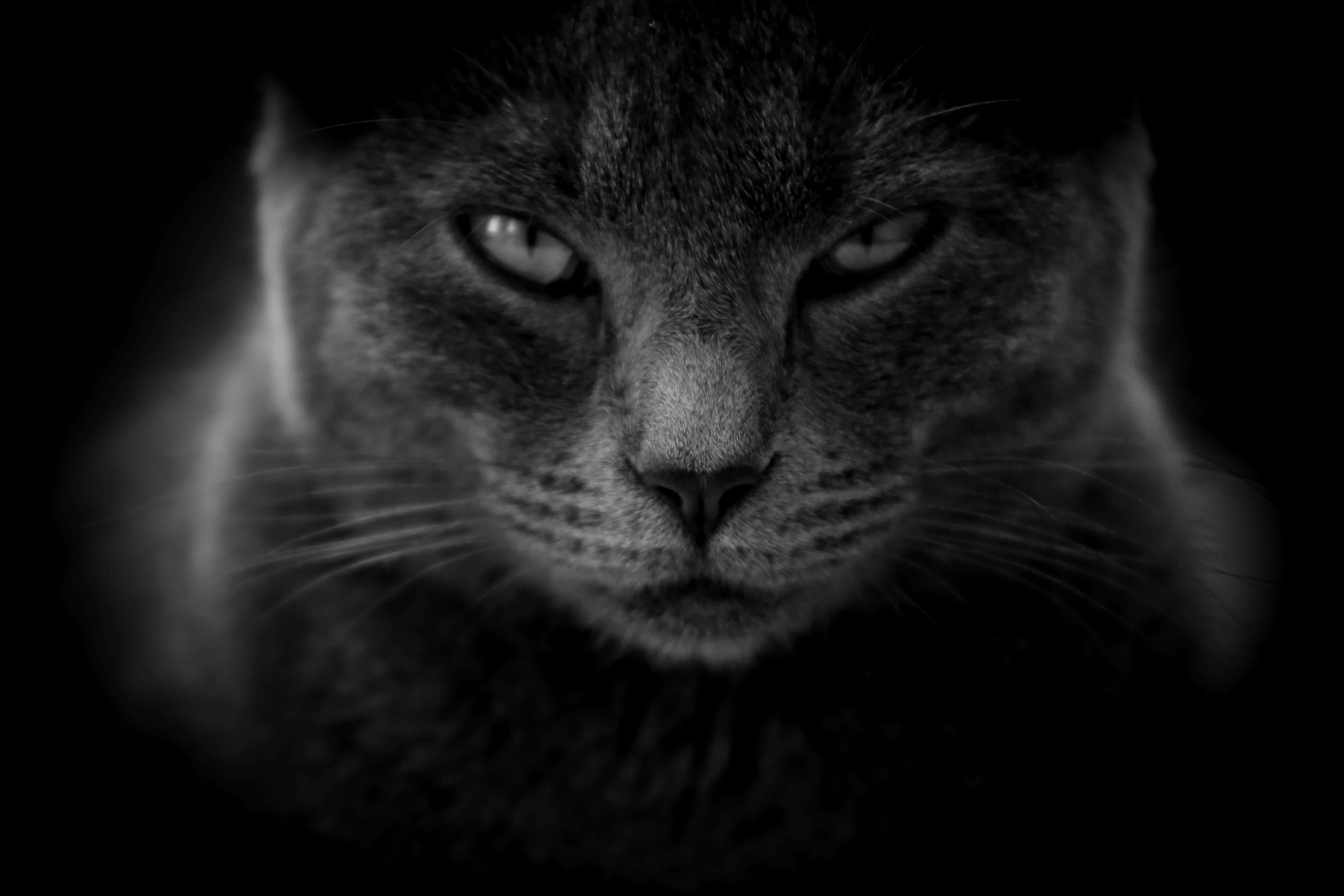 動物 桌布 壁紙 — 一張黑白特寫貓咪肖像，從黑暗中浮現，帶有發光的眼睛，眼神強烈。