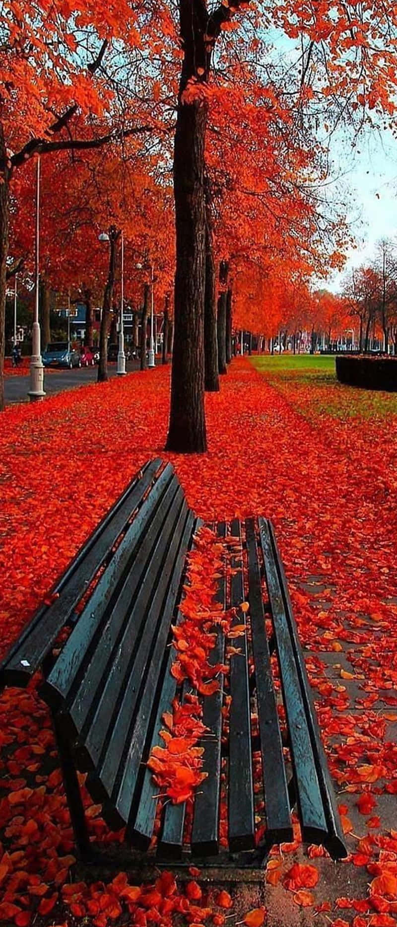 Nature Fall 桌布 壁紙 — 一張黑色公園長椅位於火紅楓樹的樹冠下，落葉鋪滿地面。
