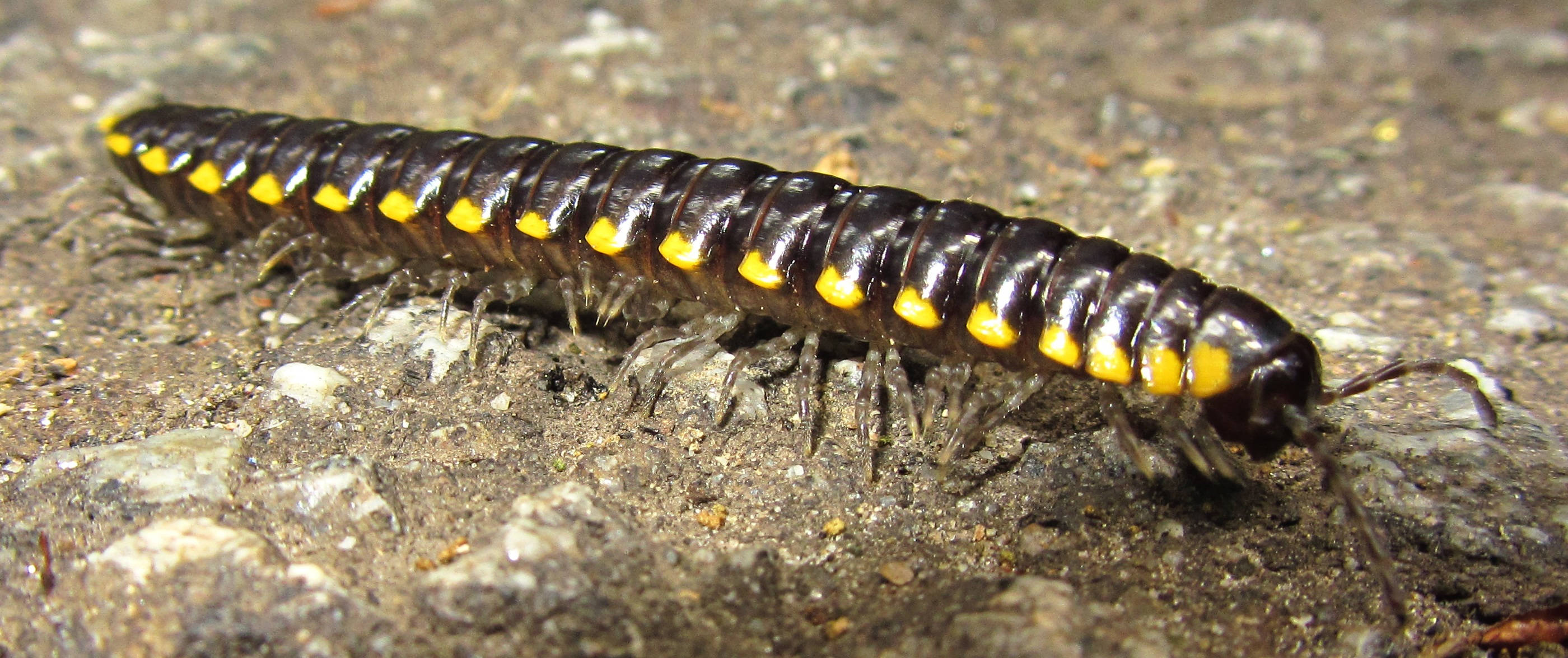 Centipede 桌布 壁紙 — 一張黑色千足蟲帶有鮮黃色斑點在粗糙質感地面上爬行的特寫照片。