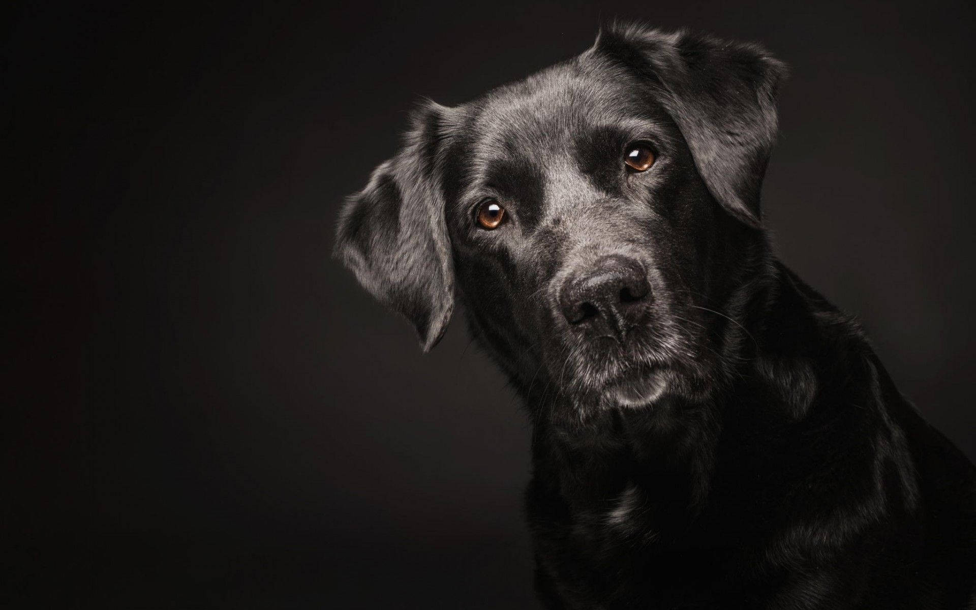 Black And White Photography 桌布 壁紙 — 一張黑色拉布拉多犬的特寫肖像，牠有著溫暖的琥珀色眼睛，在深色工作室背景下直視觀眾。