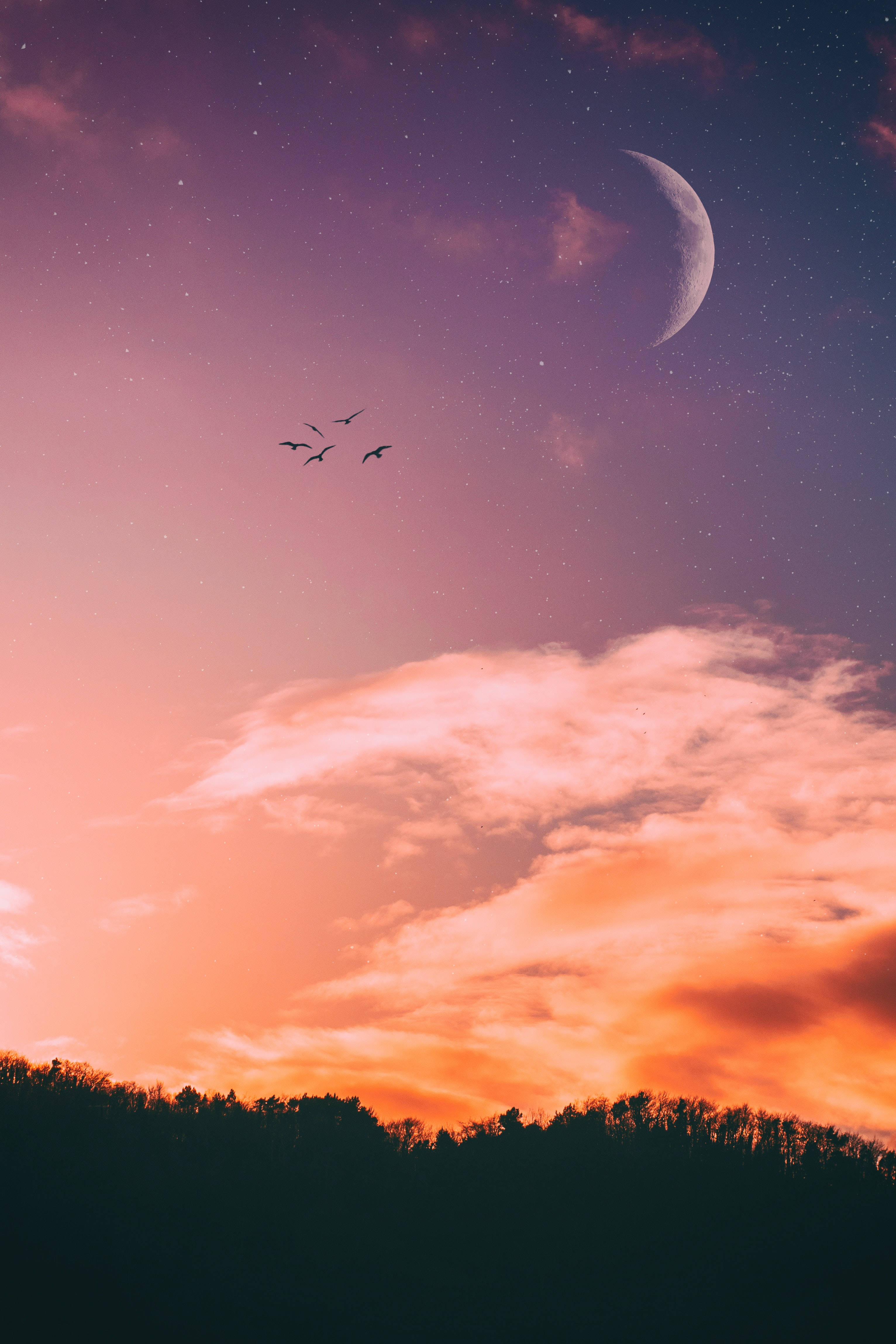 Crescent 桌布 壁紙 — 一彎新月和星空在森林剪影上閃耀，鳥兒飛過充滿活力的粉橙色雲層。