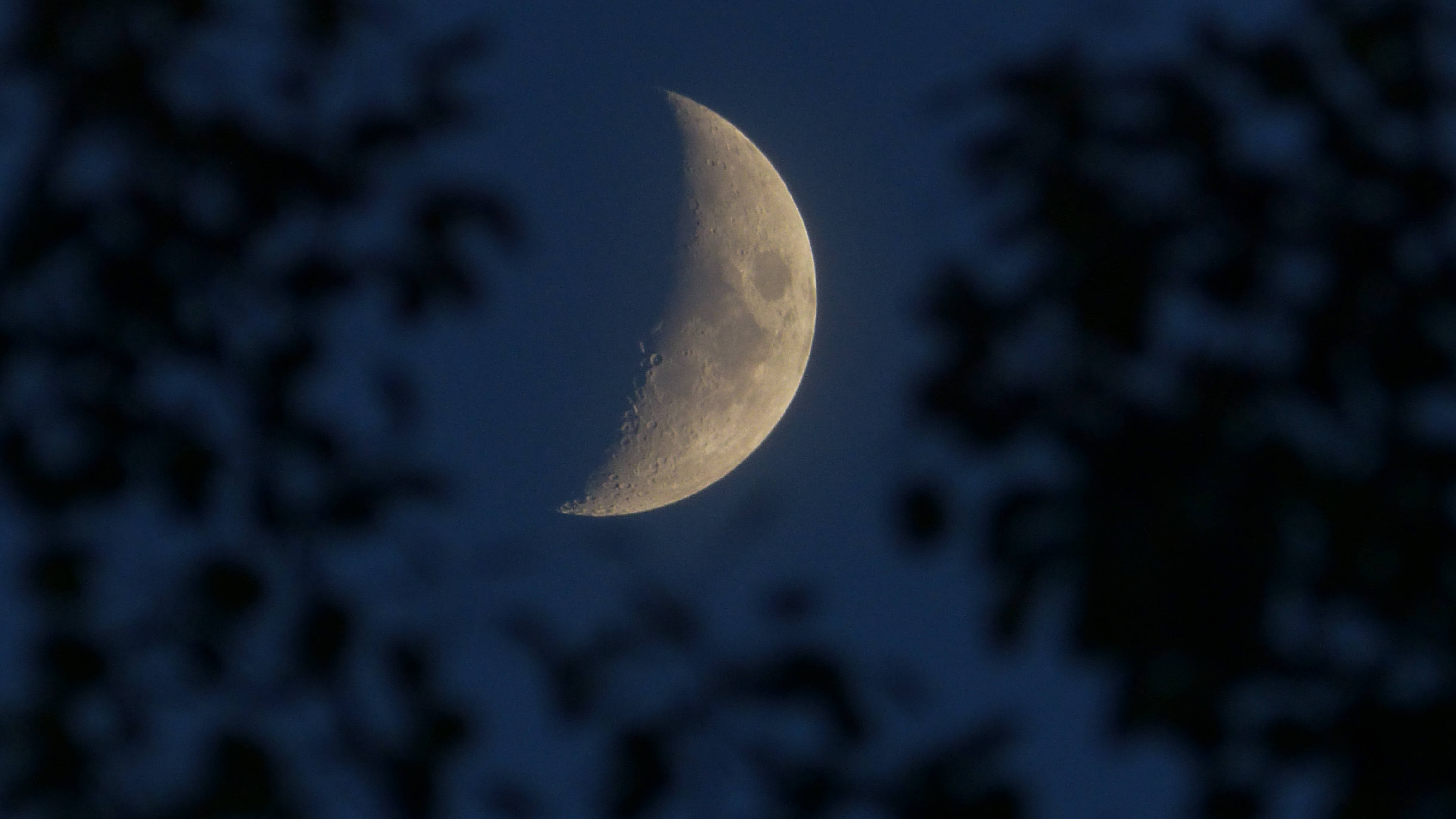 Moonlight 桌布 壁紙 — 一彎新月在深藍色夜空柔和發光，被模糊的樹木剪影框住。