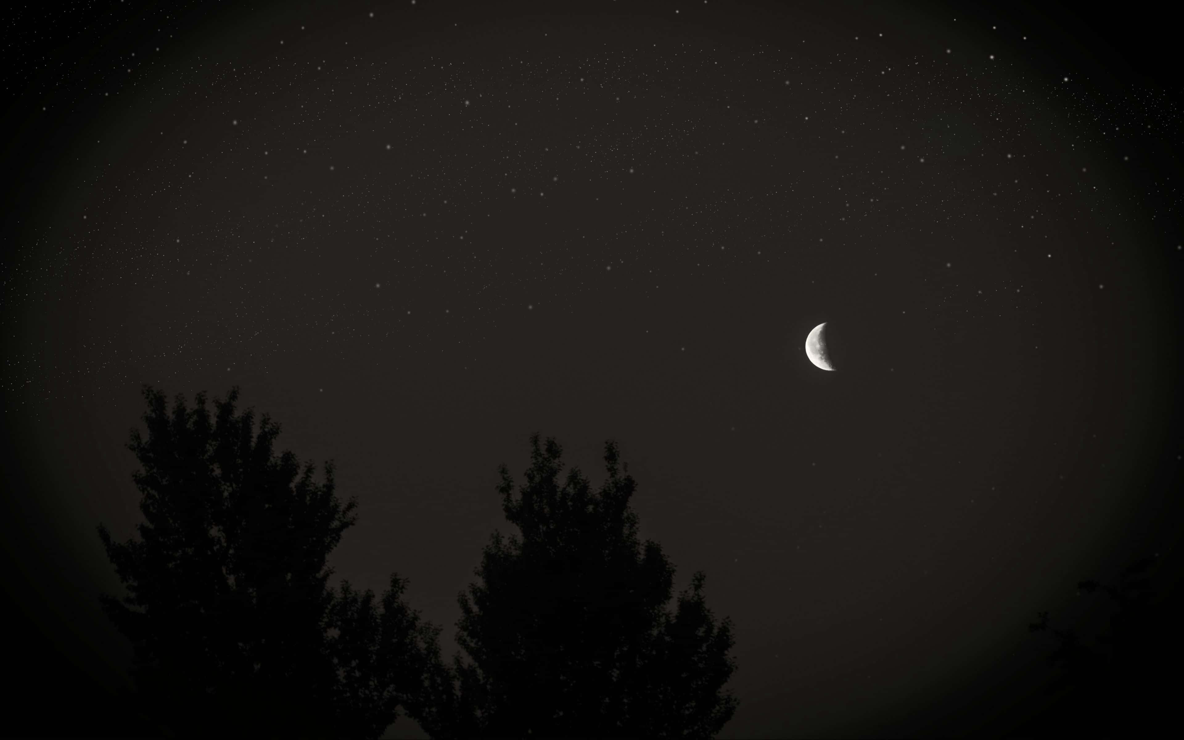 藝術 桌布 壁紙 — 一彎新月在繁星點點的夜空下，柔和地照耀著輪廓分明的樹木。