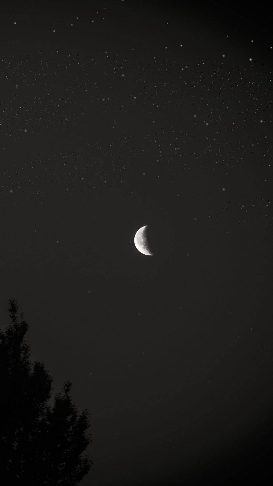月夜星空 桌布 壁紙 — 一彎新月在繁星點點的夜空下柔和地發光，底部有樹枝的剪影。