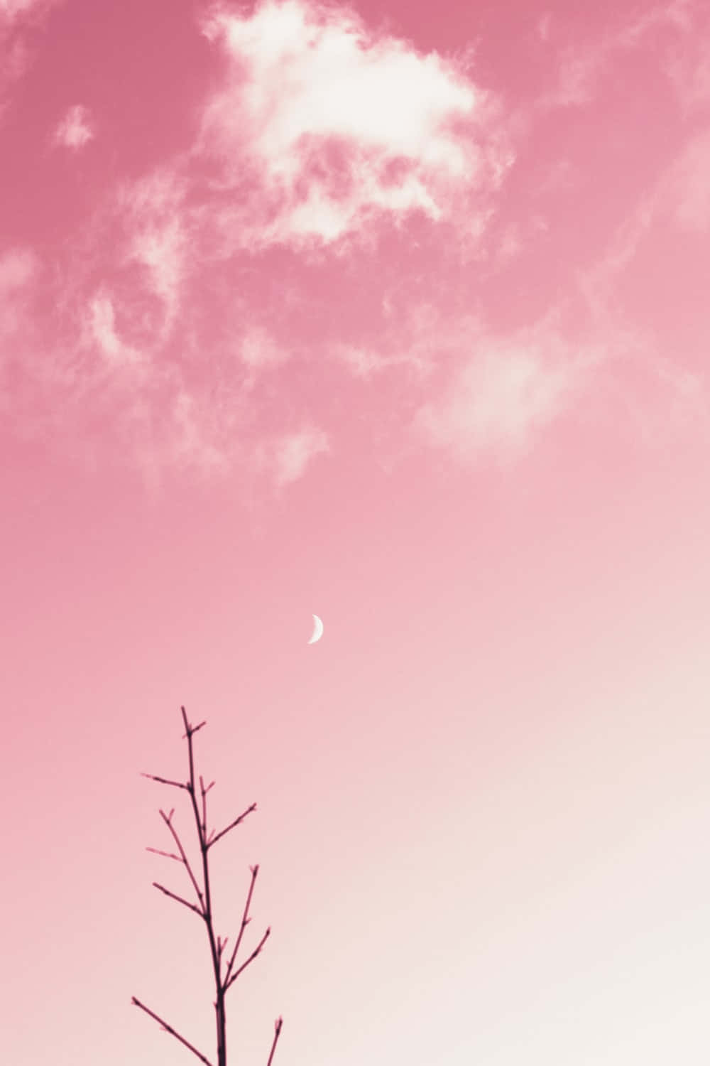 Blush 桌布 壁紙 — 一彎精緻的月牙懸掛在柔和的粉紅色天空中，襯托著樹木光禿的枝條。