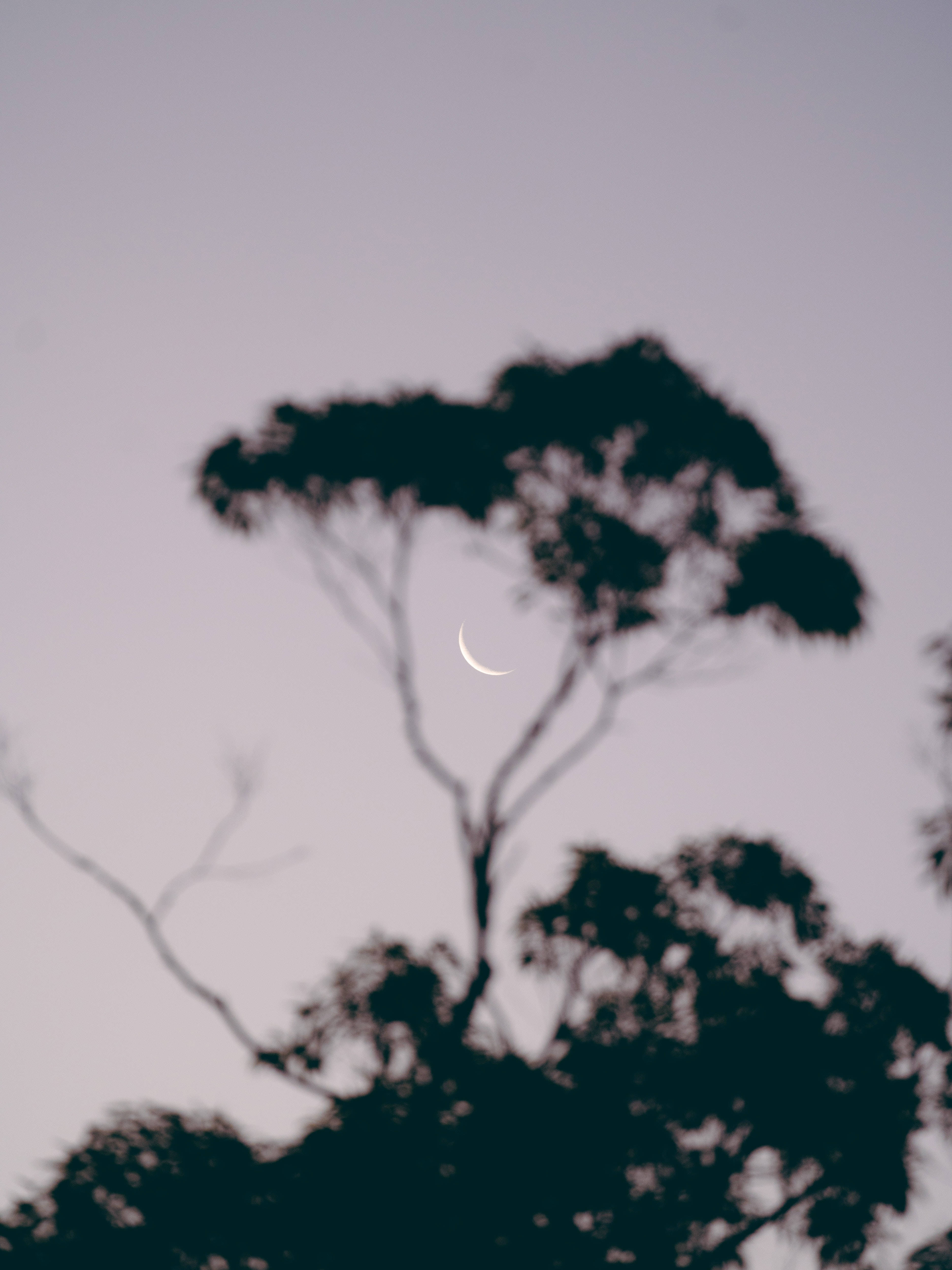 Crescent 桌布 壁紙 — 一彎纖細的月牙在昏暗暮色中，於樹木的黑色剪影後方柔和地發光。