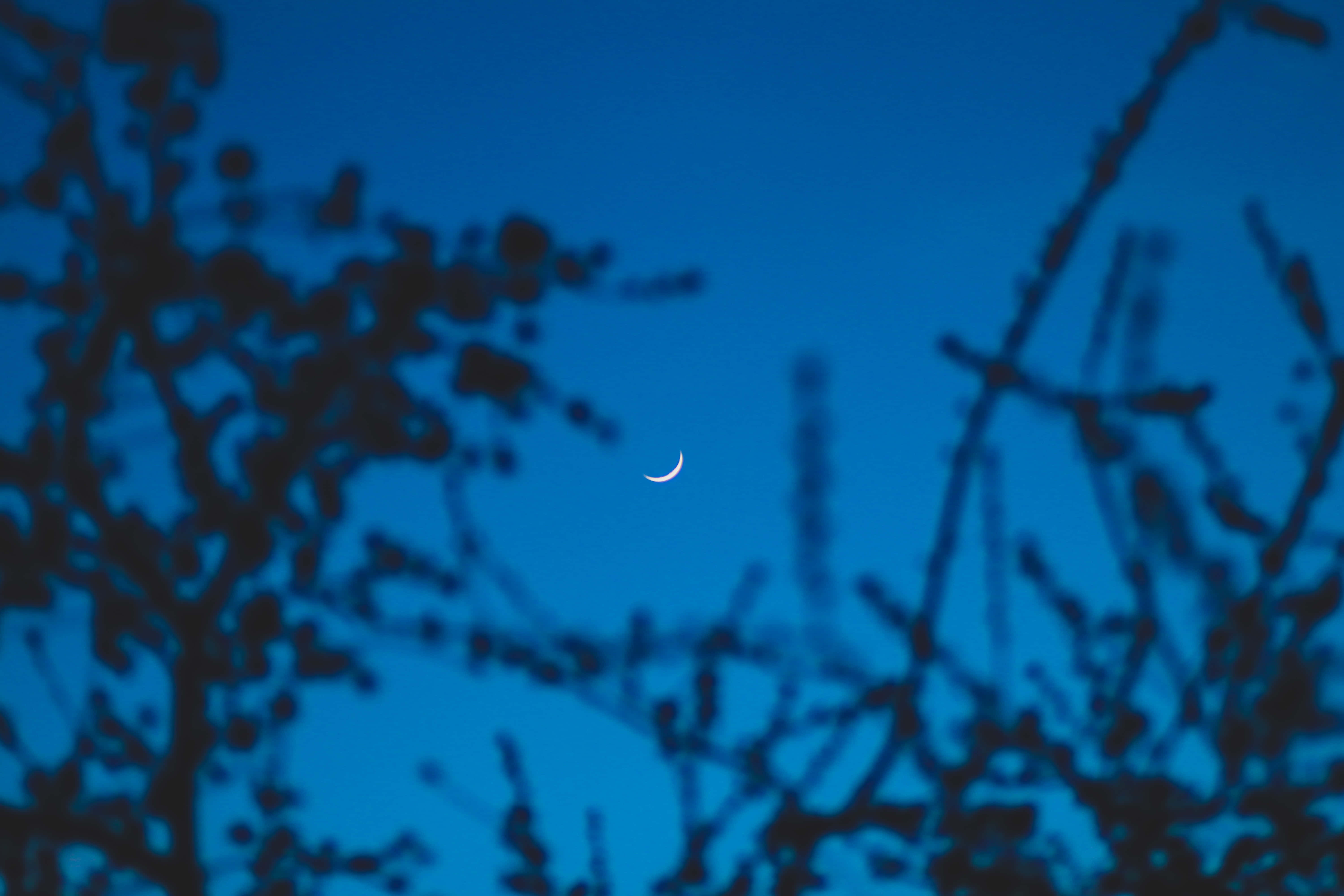 夜空 桌布 壁紙 — 一彎纖細的月牙在深藍色的暮色天空中柔和發光，周圍環繞著黑暗的樹枝剪影。