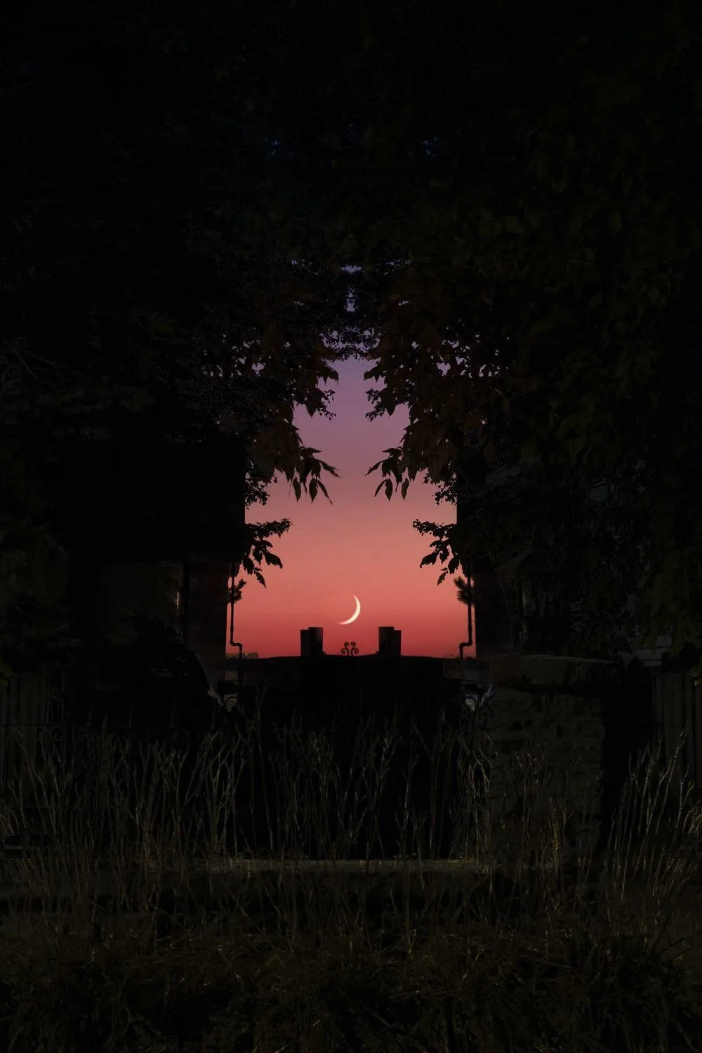 夜空 桌布 壁紙 — 一彎纖細的月牙在火紅的粉紅與橙色暮色天空中閃耀，被黑暗的樹木與樹葉剪影框住。