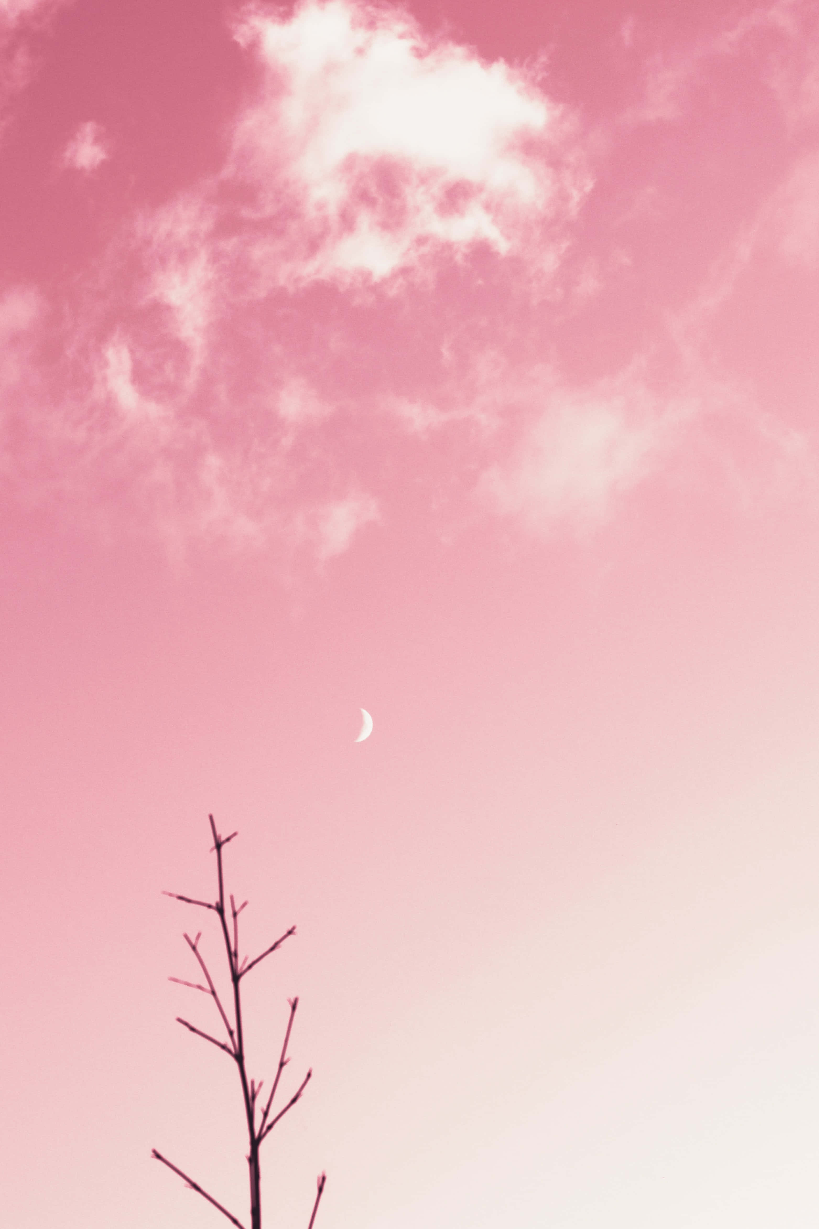 Pink Sky 桌布 壁紙 — 一彎纖細的月牙懸掛在柔和的粉紅色天空中，位於樹木光禿的枝條上方。
