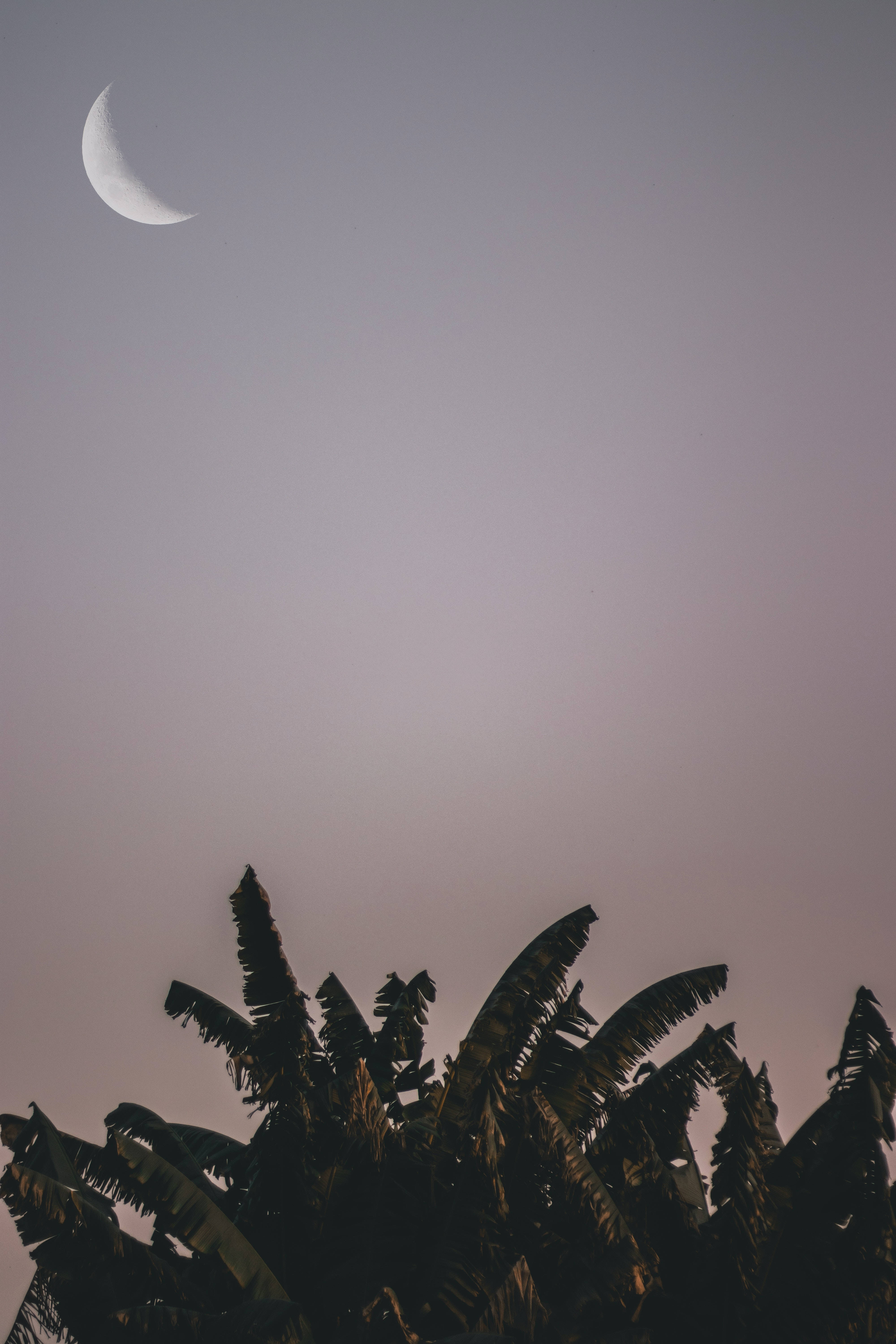 Crescent 桌布 壁紙 — 一彎纖細的月牙懸掛在柔和的紫色暮色天空中，下方是香蕉樹葉的深色剪影。