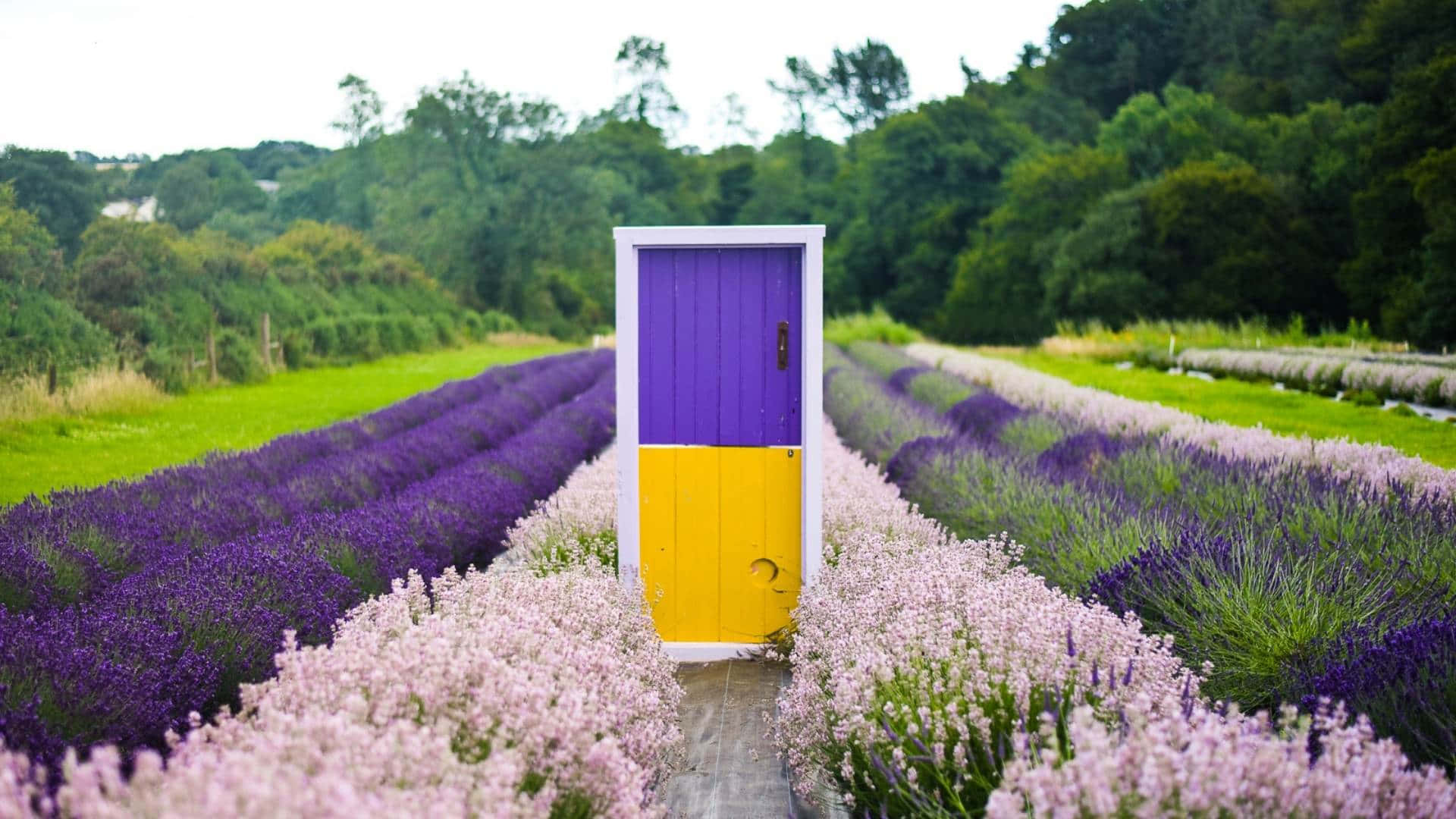 Lavender Field 桌布 壁紙 — 一扇充滿活力的紫色和黃色門神秘地矗立在薰衣草田中央，田裡有排列整齊的紫色和粉紅色花朵。