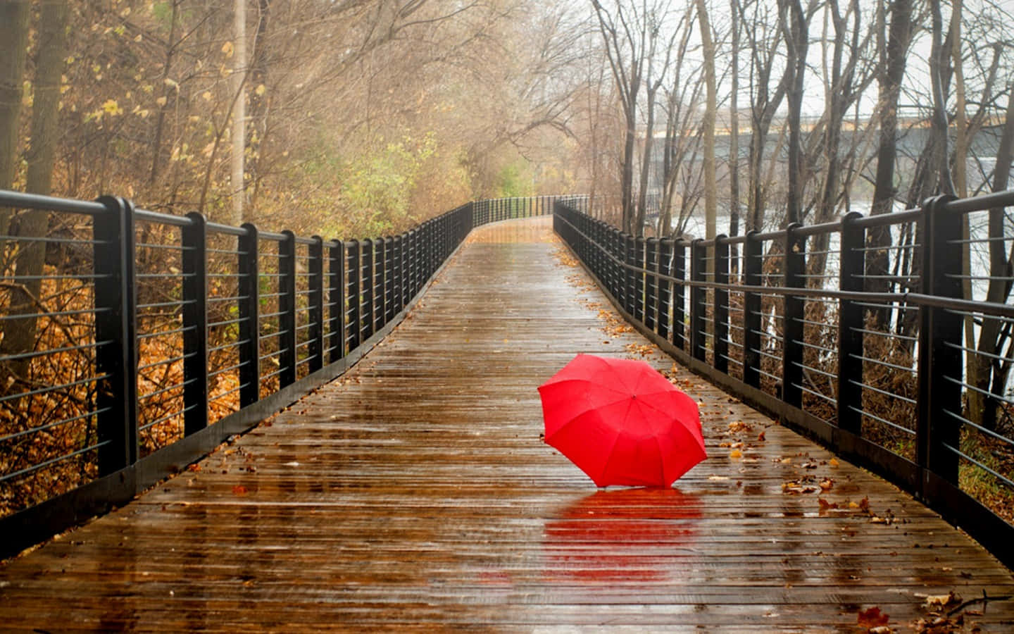 Umbrella 桌布 壁紙 — 一把孤獨的紅色雨傘擱在濕漉漉的木橋上，周圍是秋天的樹木和落葉。