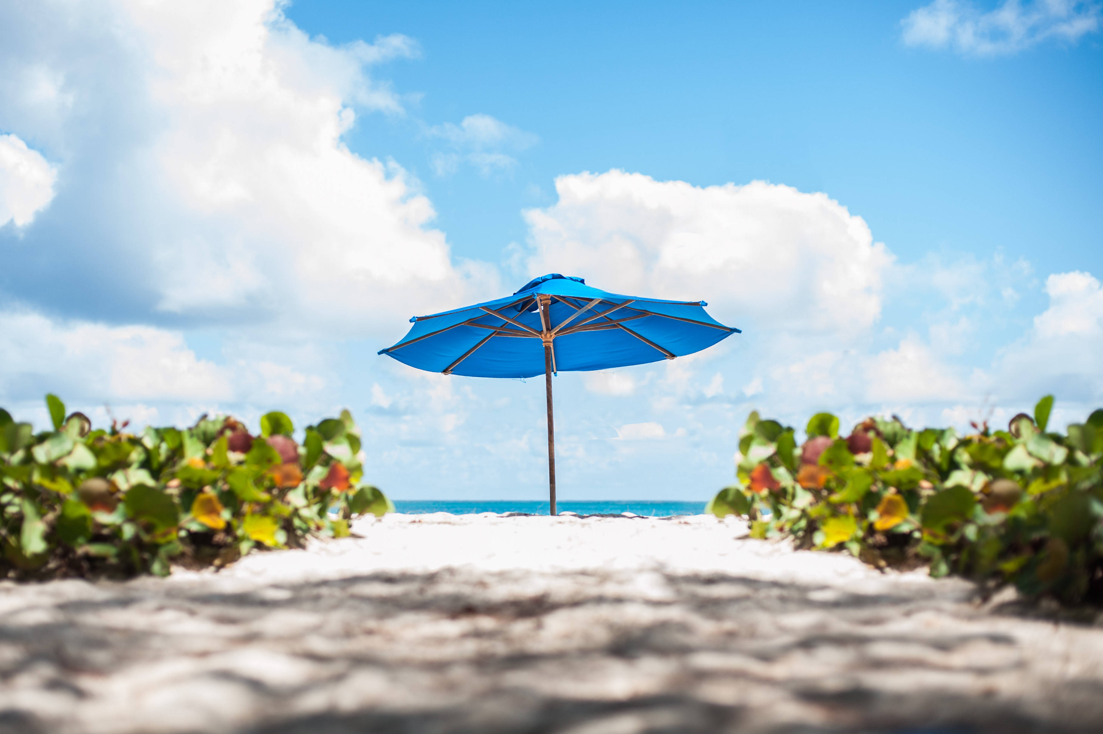 Barbados 桌布 壁紙 — 一把明亮的藍色沙灘傘獨自立在白色沙灘上，周圍是綠色植物，天空晴朗，有蓬鬆的雲朵。