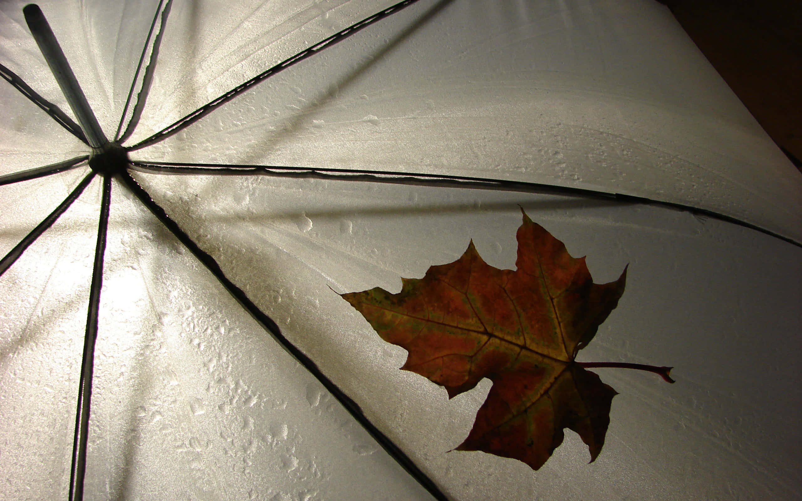 Brown Leaves 桌布 壁紙 — 一把濕透的白色雨傘，帶有黑色傘骨，表面有一片秋季楓葉的特寫。