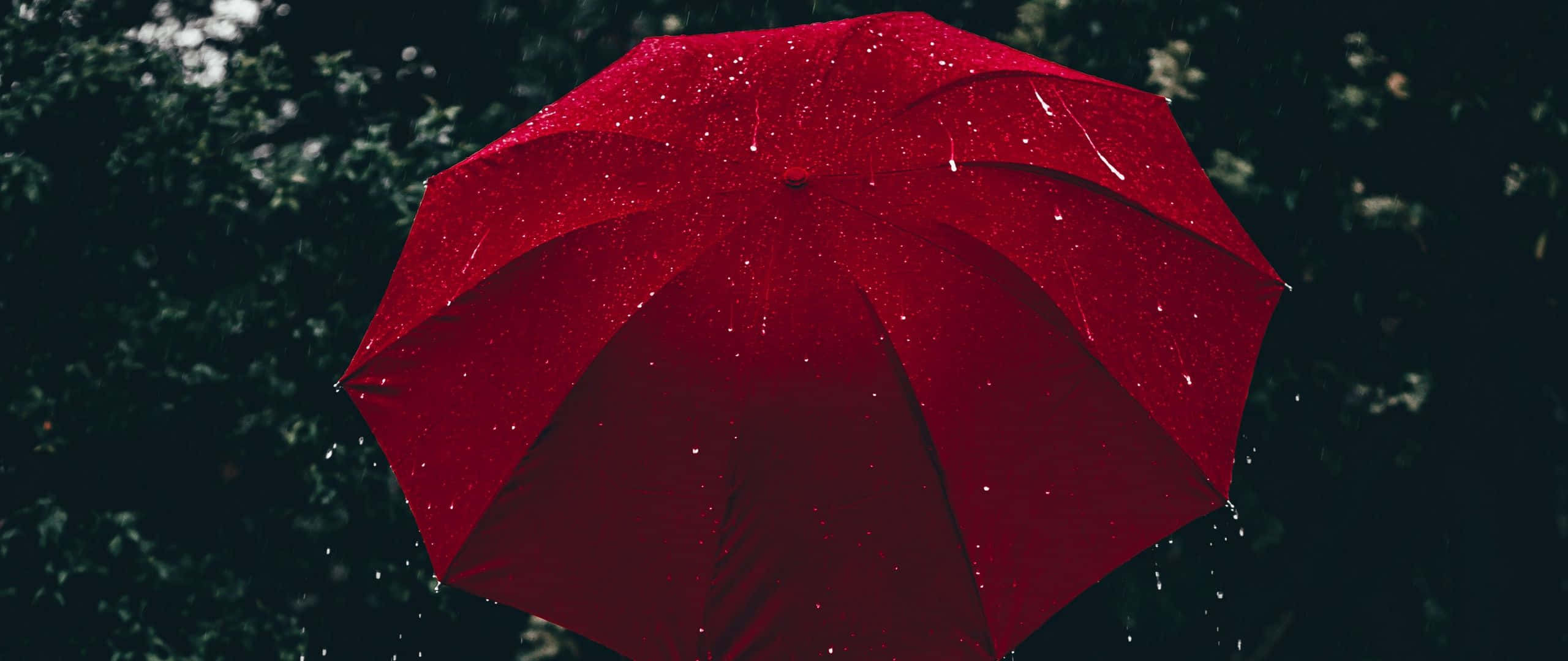 Raining 桌布 壁紙 — 一把鮮紅色的雨傘上點綴著雨滴，在深綠色森林背景下格外突出。