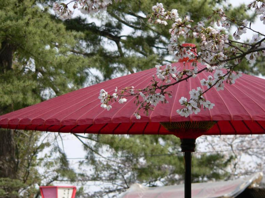 japanese sakura 桌布 壁紙 — 一把鮮豔的紅色傳統雨傘，周圍環繞著精緻的白色櫻花和茂密的綠色樹木。