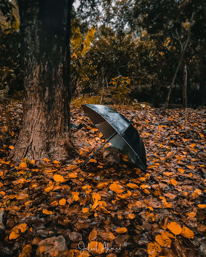 Fall Aesthetic Macbook 桌布 壁紙 — 一把黑色雨傘在森林中一棵大樹的根部，張開在鮮豔的橙色和棕色秋葉之間。