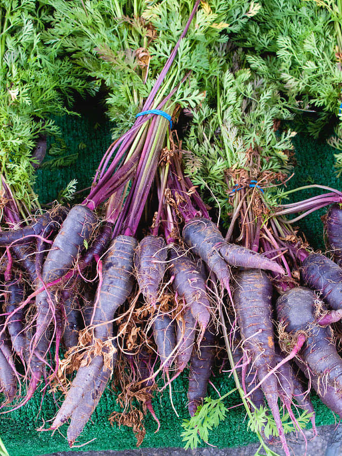 Purple Carrots 桌布 壁紙 — 一捆捆新鮮的紫色胡蘿蔔，帶有羽毛狀的綠色頂部，用藍色帶子綁著，放在綠色墊子上。