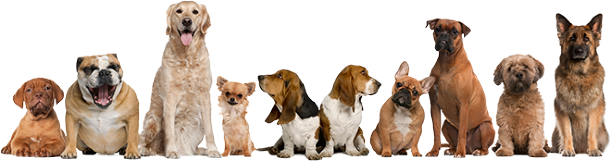 Basset Hound 桌布 壁紙 — 一排不同品種的狗坐在純黑色背景前擺姿勢。