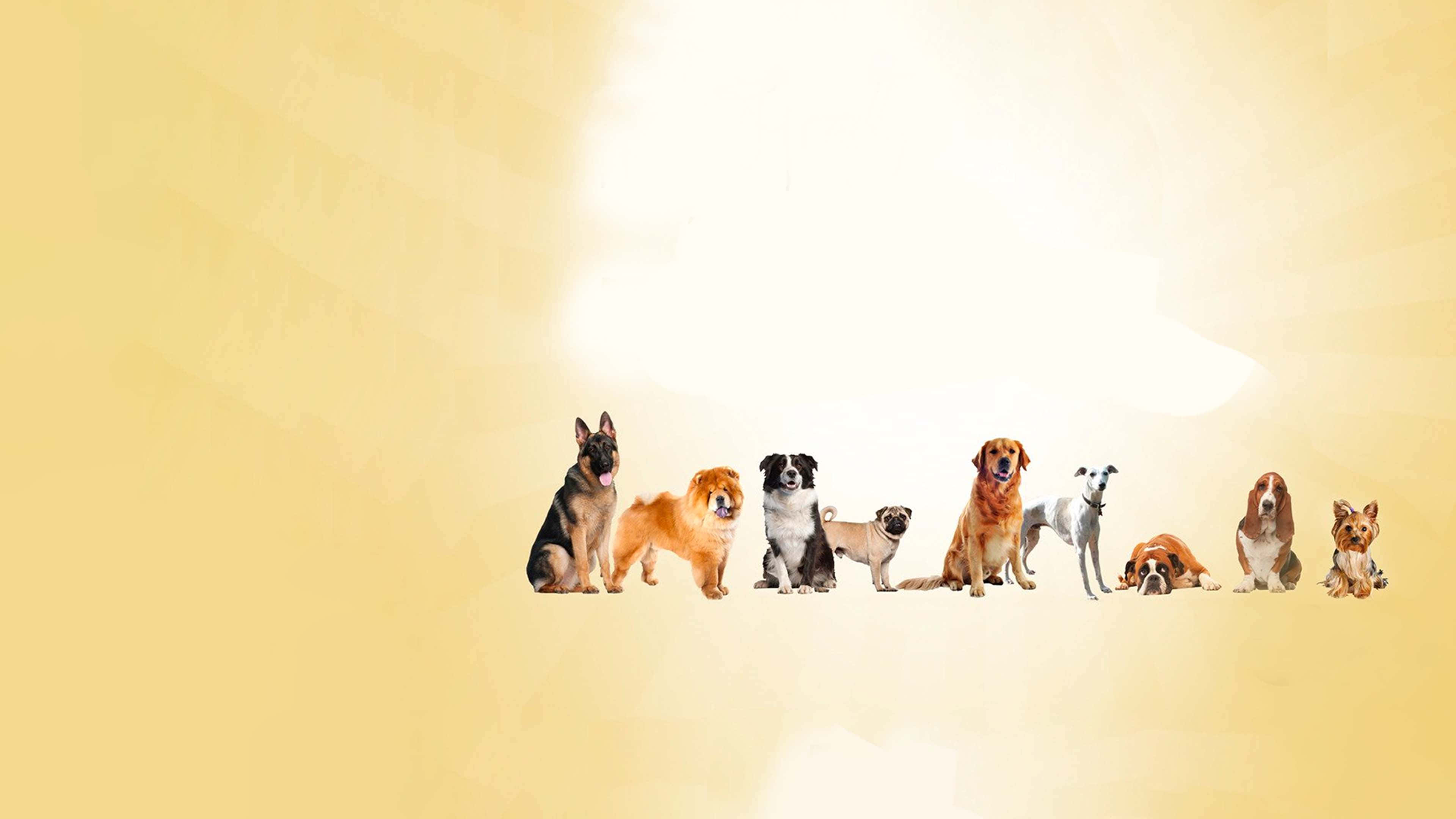 Dogs 桌布 壁紙 — 一排不同品種的狗安靜地坐在柔和的金色漸變背景前，上方有明亮的光源。