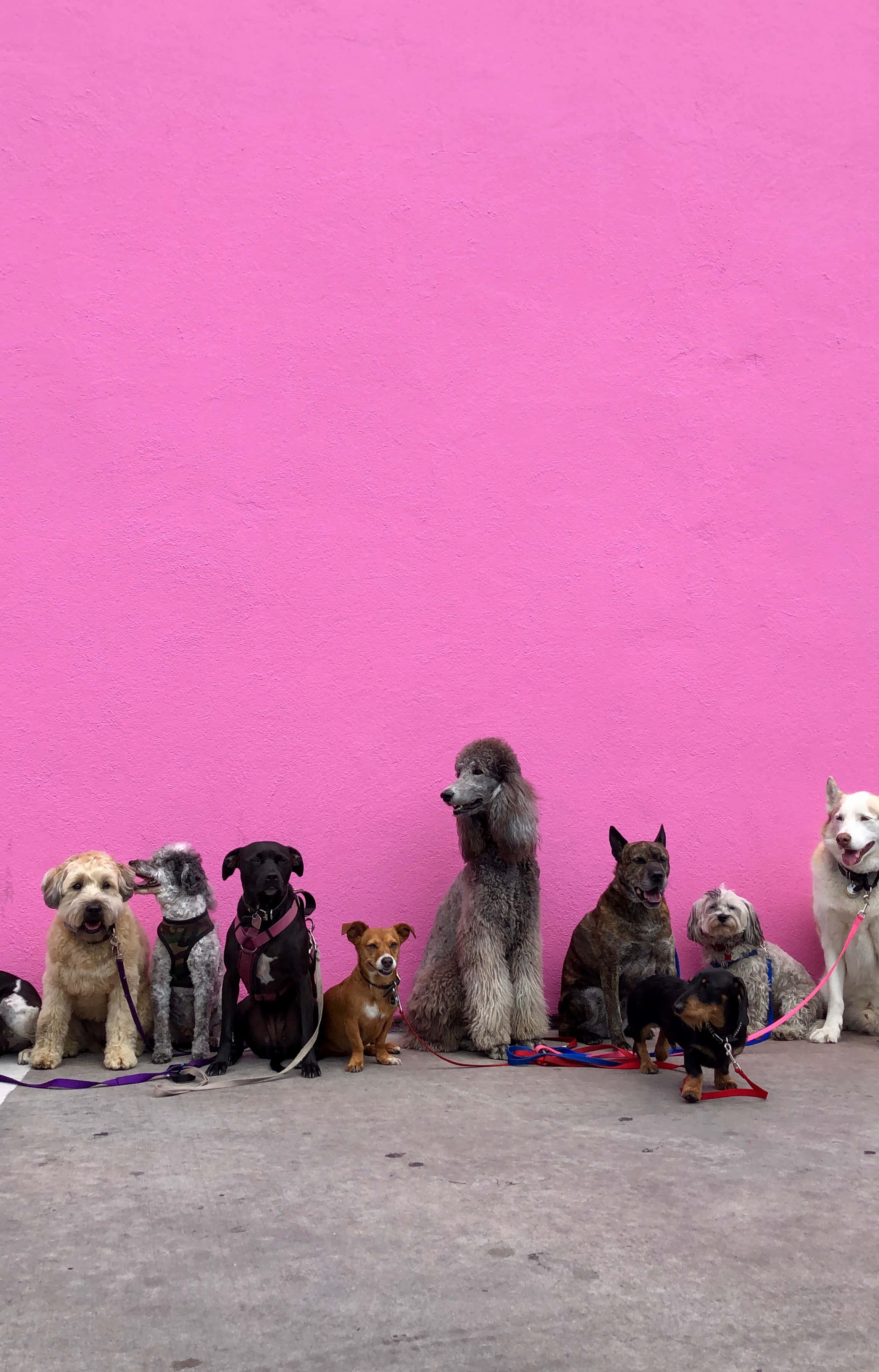 Aesthetic Dogs 桌布 壁紙 — 一排不同品種的狗安靜地坐在混凝土地板上的鮮粉紅色牆前。